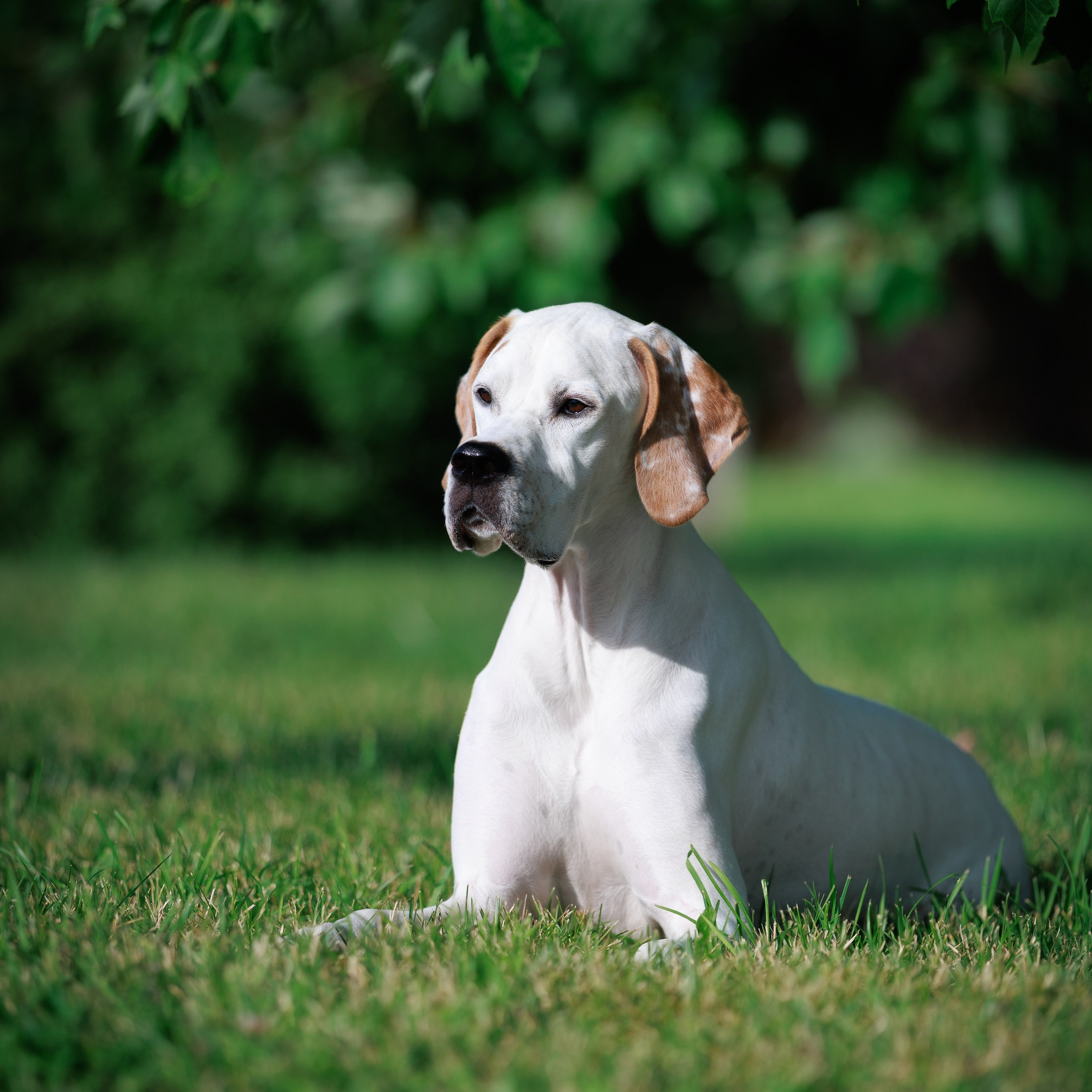 ВЫСТАВКА СОБАК ВСЕХ ПОРОД С ОСОБЫМ СТАТУСОМ «БЕЛЫЕ НОЧИ-2025». ФОТОГРАФ-АНИМАЛИСТ l LANA POLYAKOVA