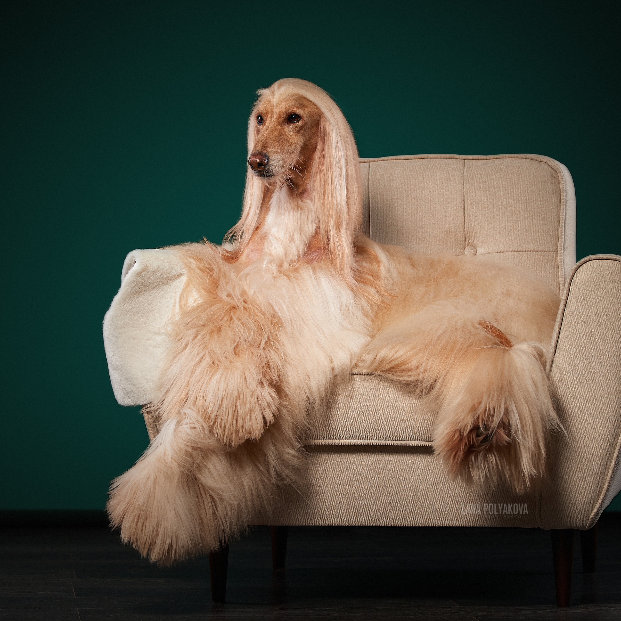 Новогодние съемки в студии уже начались. ФОТОГРАФ-АНИМАЛИСТ l LANA POLYAKOVA