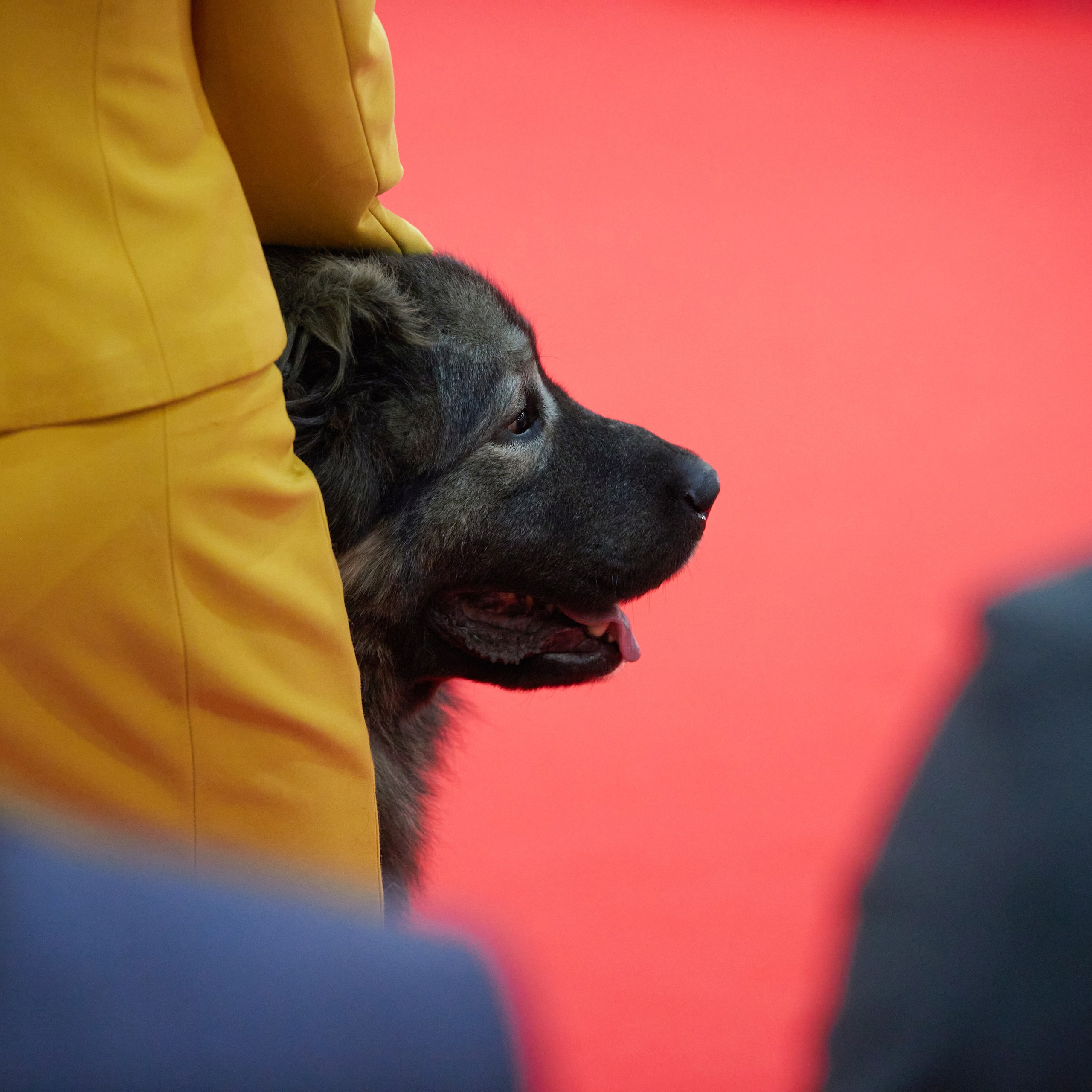 Новое шоу чемпионов «ЛУЧШИЕ СОБАКИ РОССИИ». ФОТОГРАФ-АНИМАЛИСТ l LANA POLYAKOVA