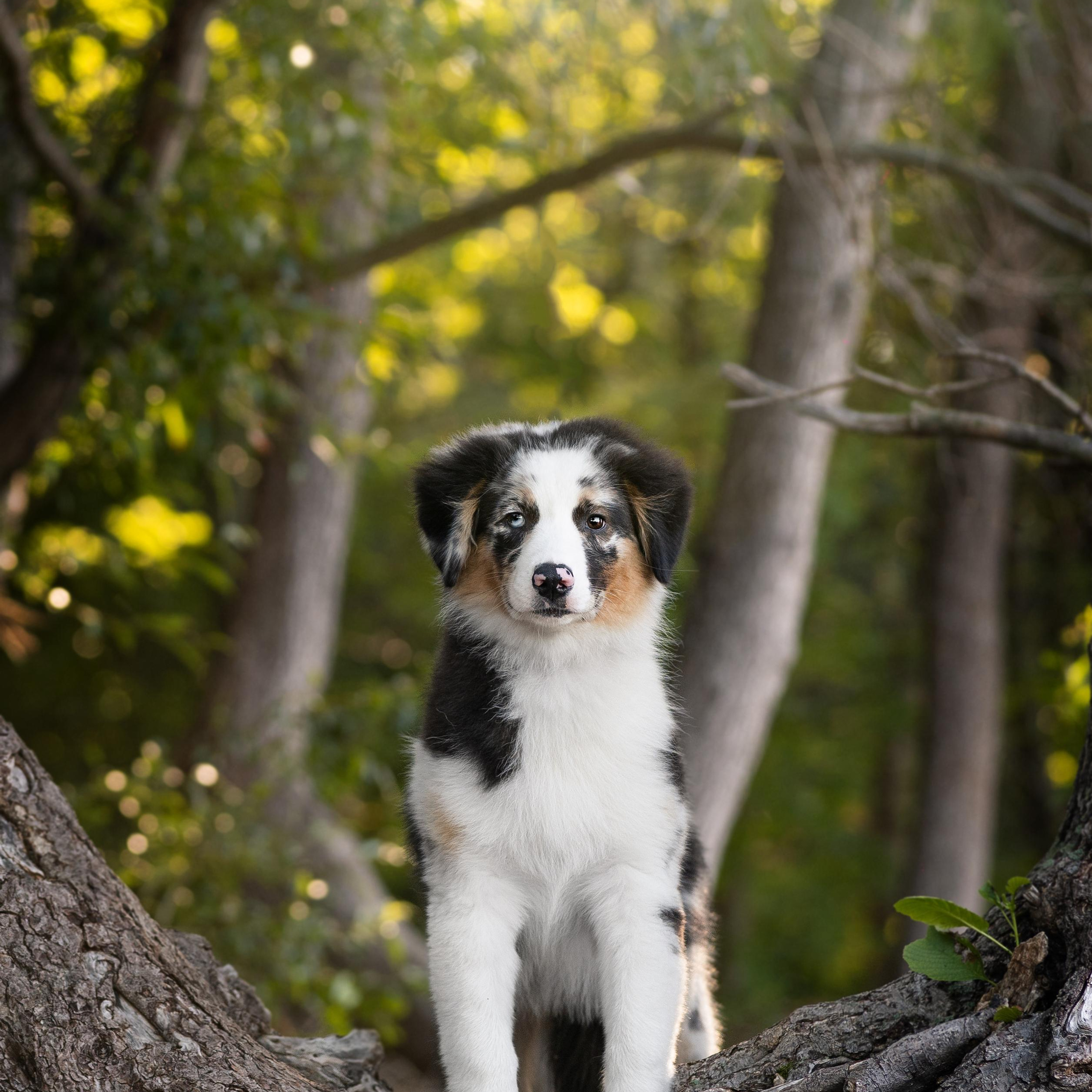 WORK-SHOP 16.07.23 завершён. ФОТОГРАФ-АНИМАЛИСТ l LANA POLYAKOVA