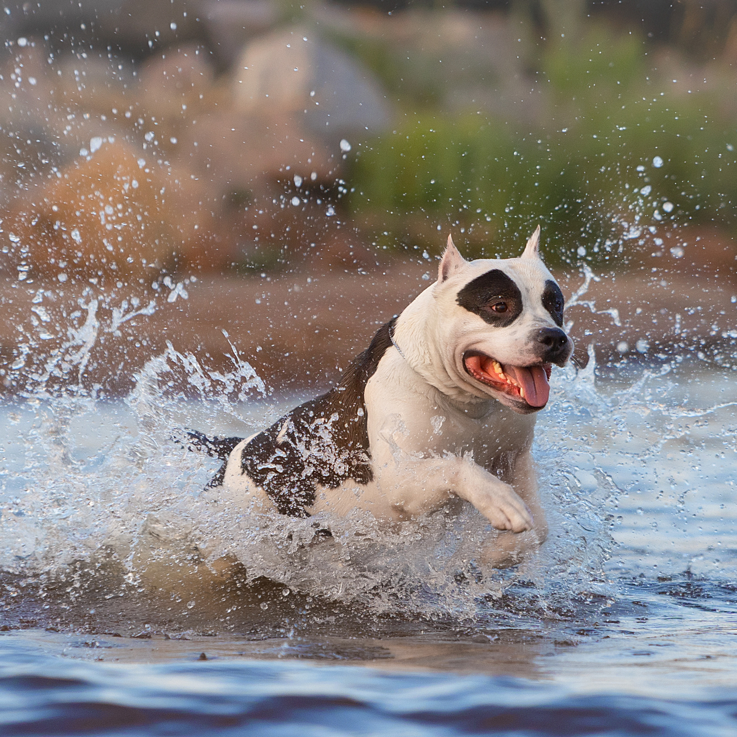 WORK-SHOP 16.07.23 завершён. ФОТОГРАФ-АНИМАЛИСТ l LANA POLYAKOVA