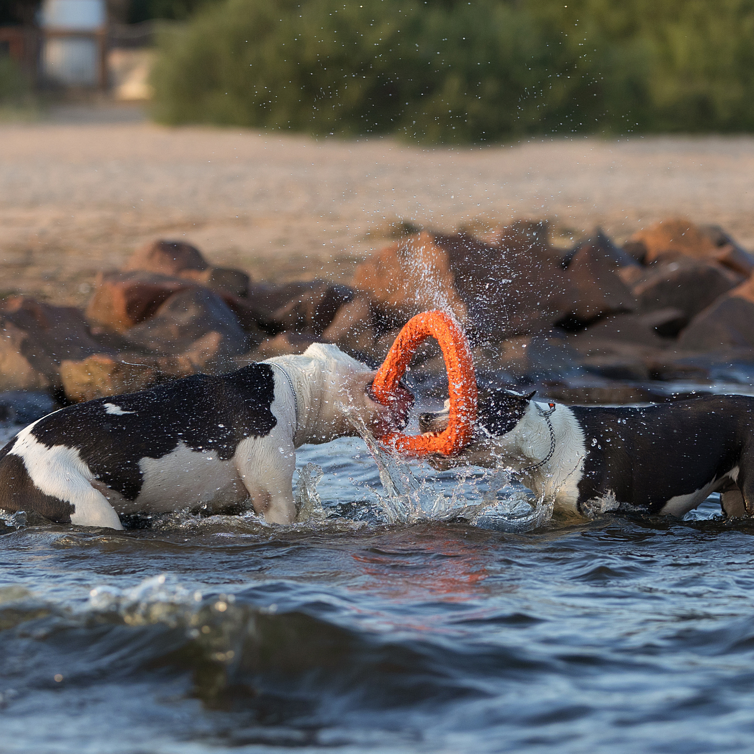 WORK-SHOP 16.07.23 завершён. ФОТОГРАФ-АНИМАЛИСТ l LANA POLYAKOVA