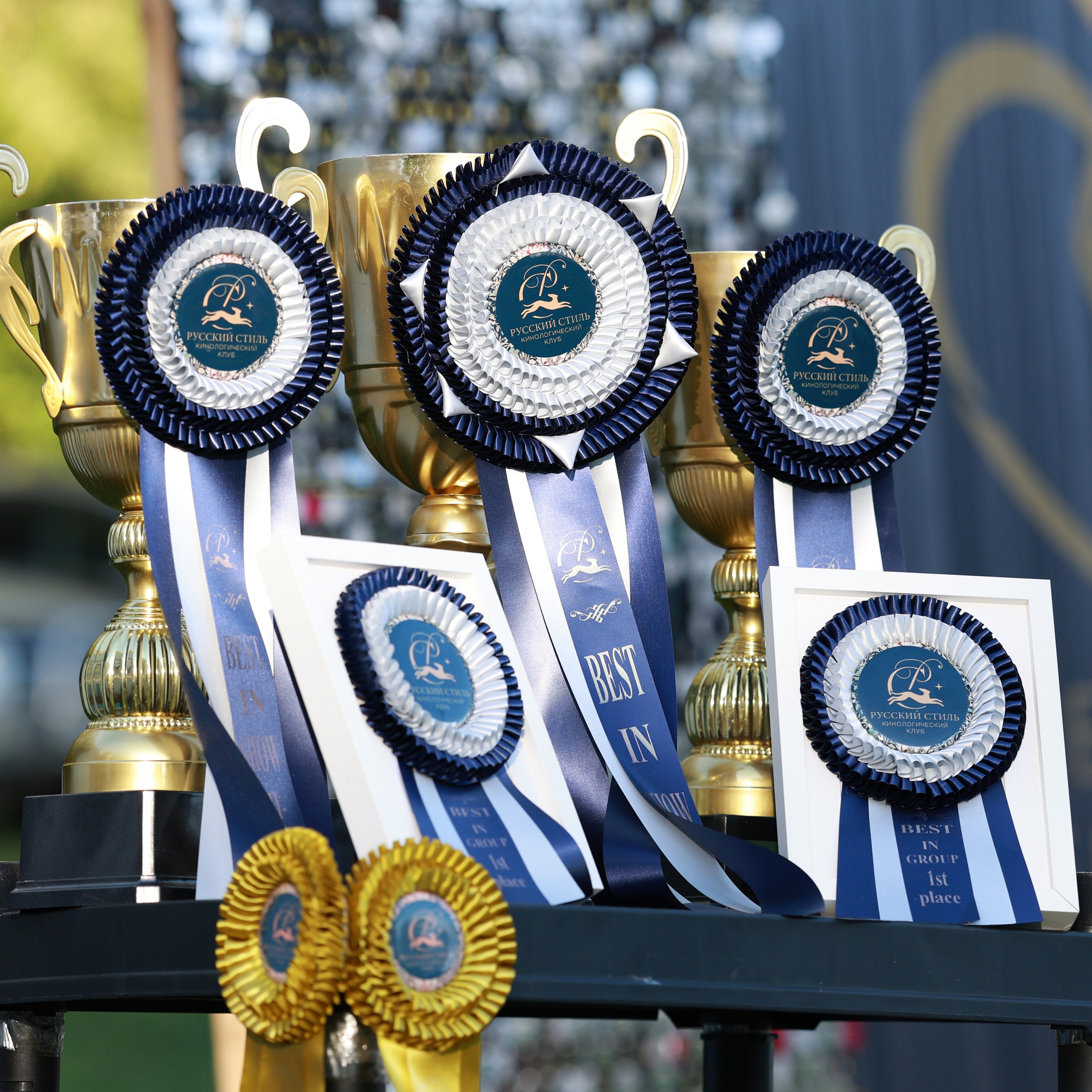 27-28.09.2025 ВЫСТАВКИ СОБАК ВСЕХ ПОРОД (САС, ЧРКФ, ЧФ). ФОТОГРАФ-АНИМАЛИСТ l LANA POLYAKOVA