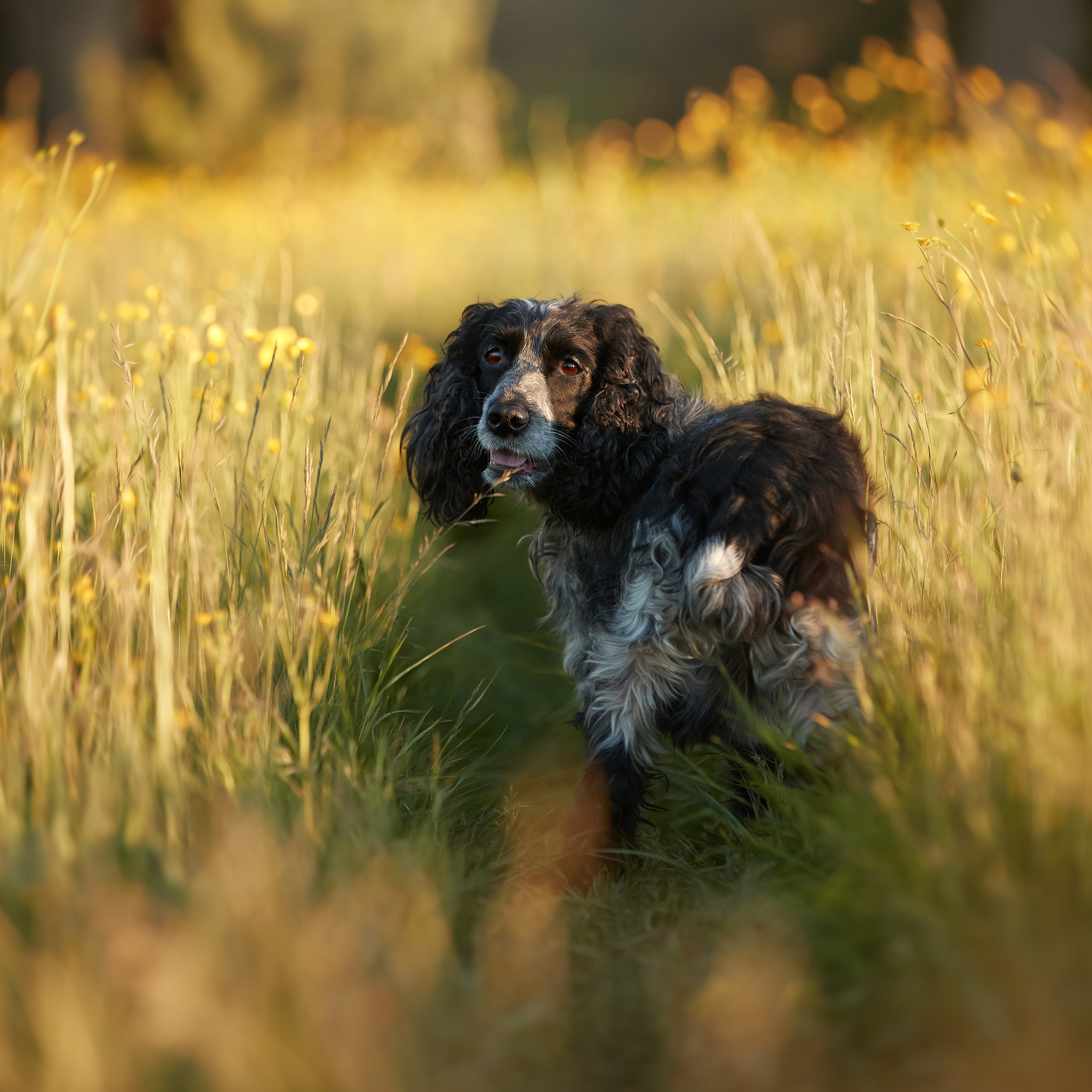 Фотопрогулка в Карелии. ФОТОГРАФ-АНИМАЛИСТ l LANA POLYAKOVA