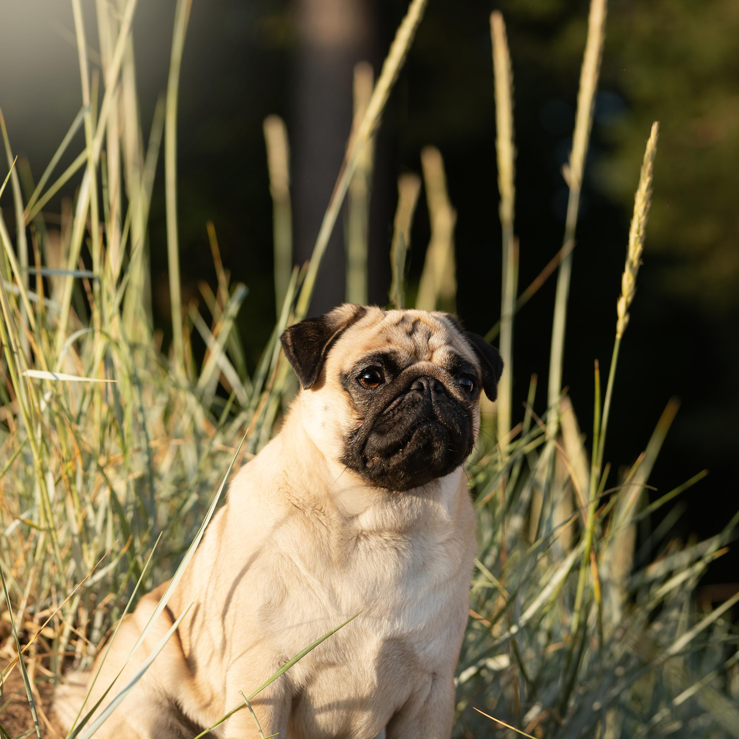WORK-SHOP 16.07.23 завершён. ФОТОГРАФ-АНИМАЛИСТ l LANA POLYAKOVA