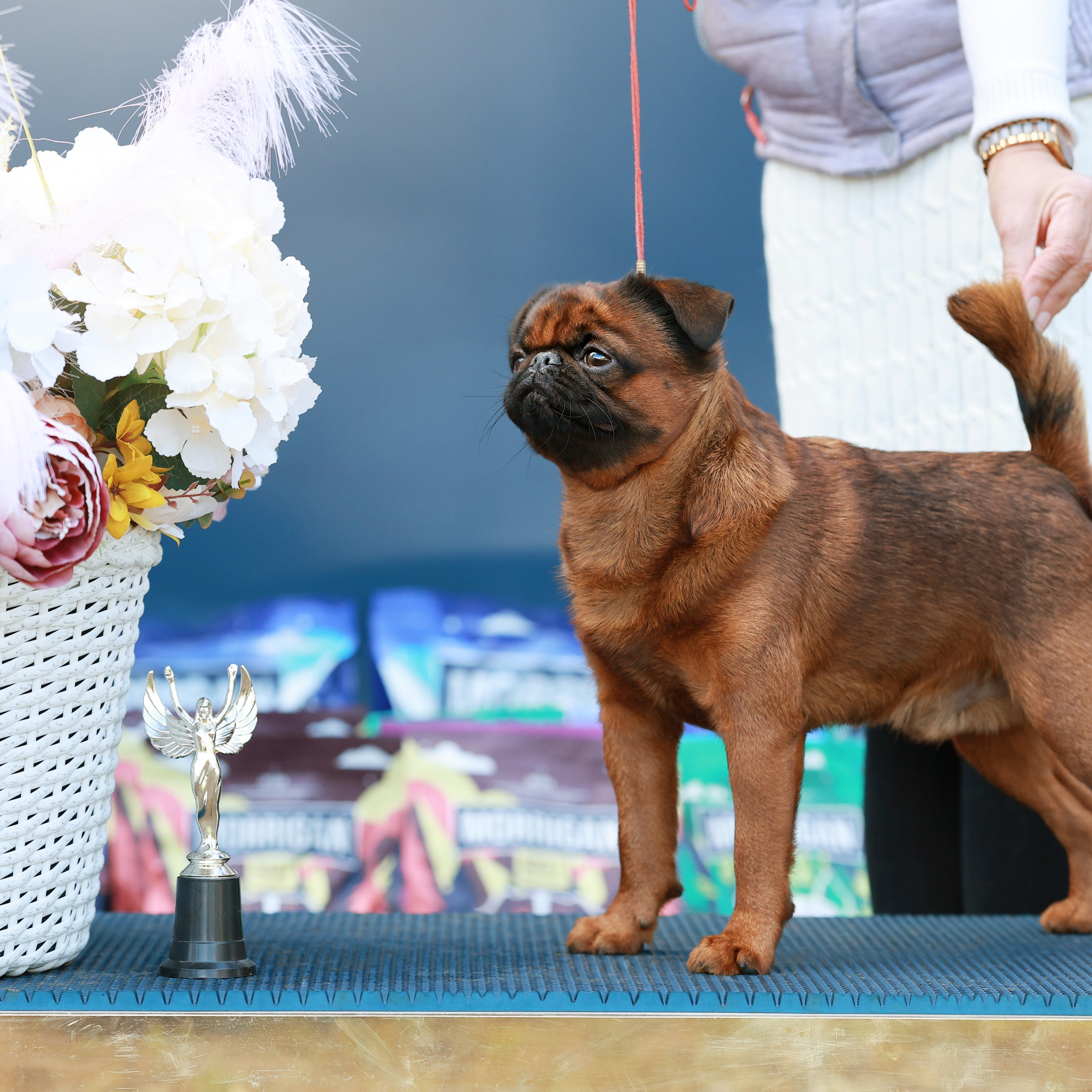 27-28.09.2025 ВЫСТАВКИ СОБАК ВСЕХ ПОРОД (САС, ЧРКФ, ЧФ). ФОТОГРАФ-АНИМАЛИСТ l LANA POLYAKOVA