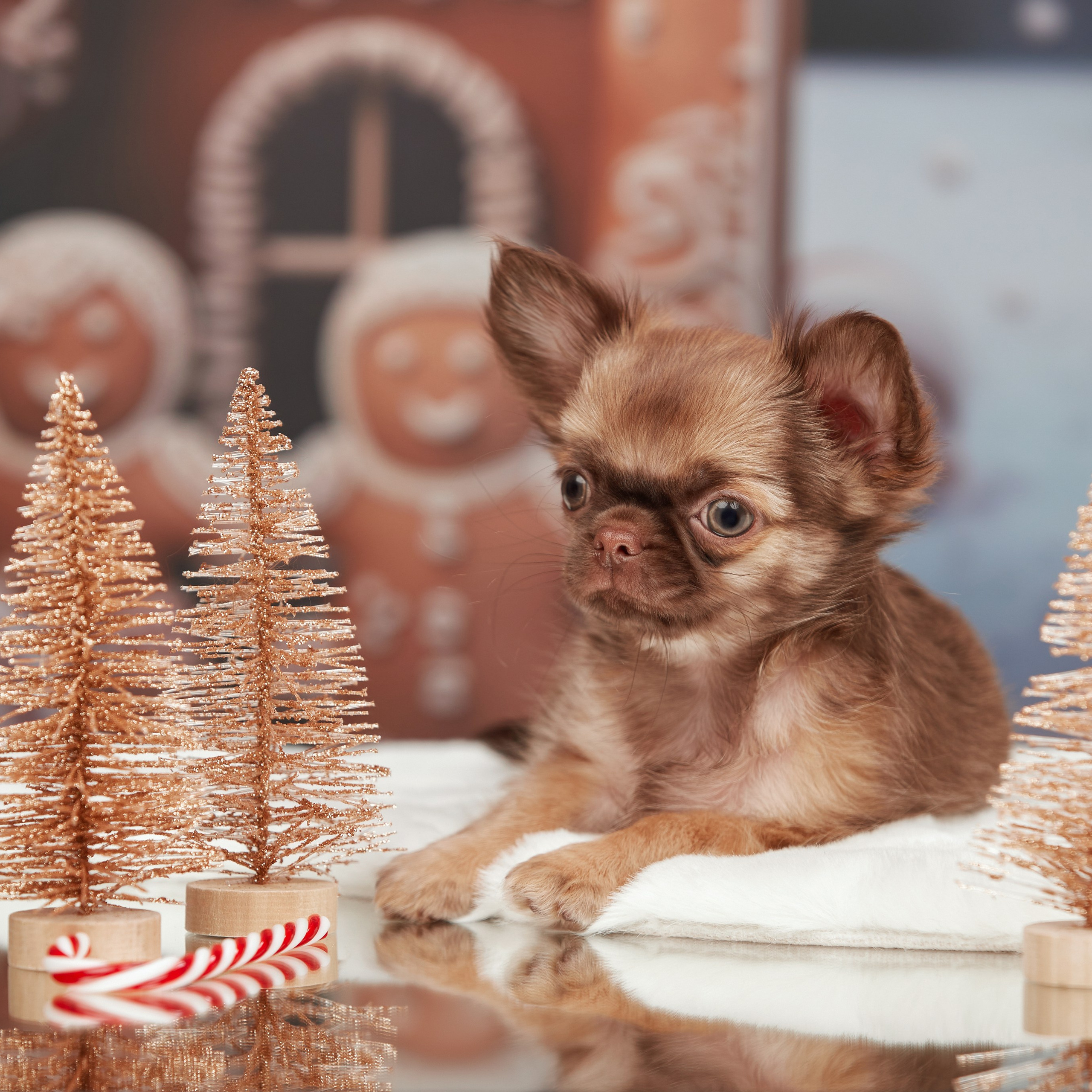 Малыши чихуахуа готовятся к Новому году. Новая коллекция праздничных фонов. ФОТОГРАФ-АНИМАЛИСТ l LANA POLYAKOVA