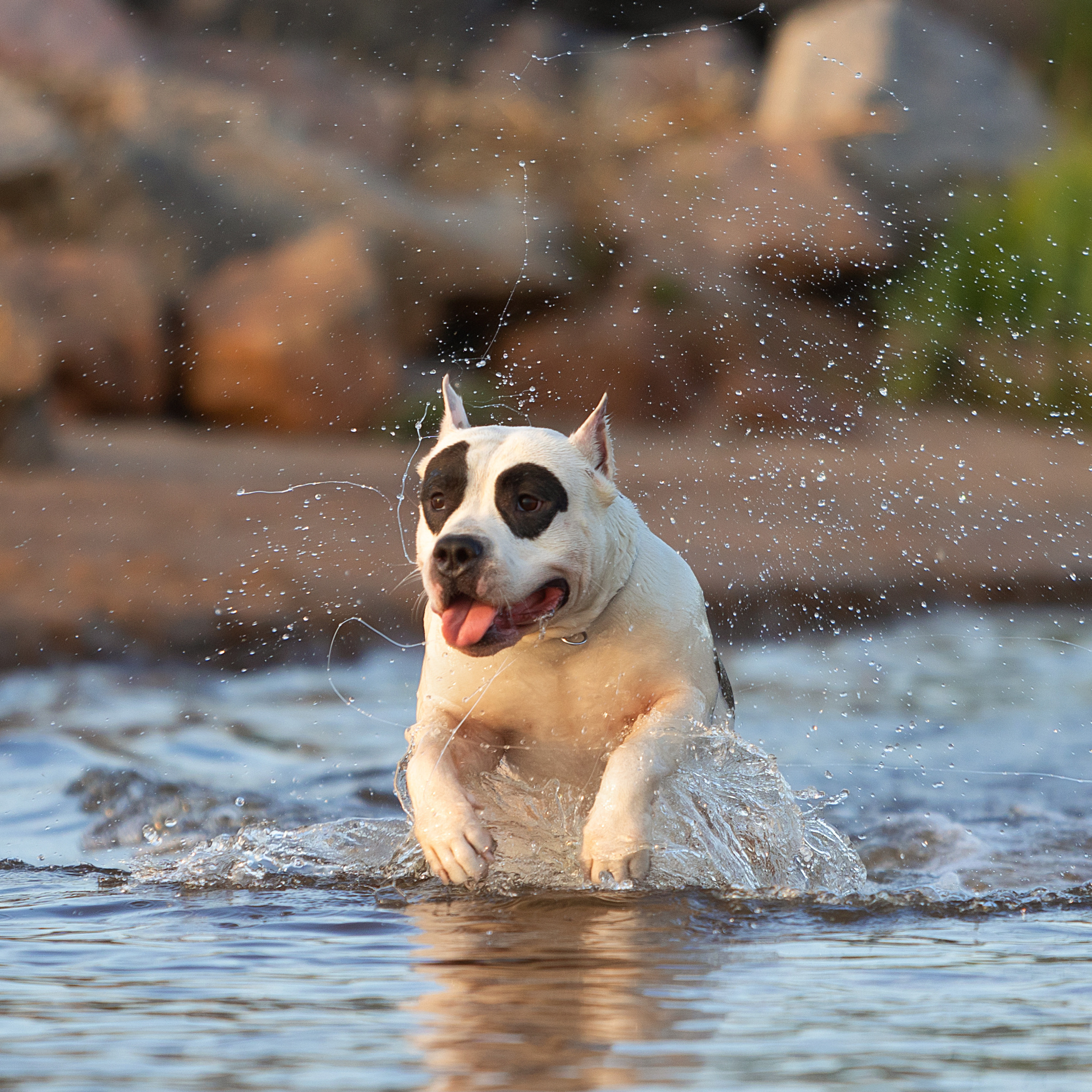 WORK-SHOP 16.07.23 завершён. ФОТОГРАФ-АНИМАЛИСТ l LANA POLYAKOVA
