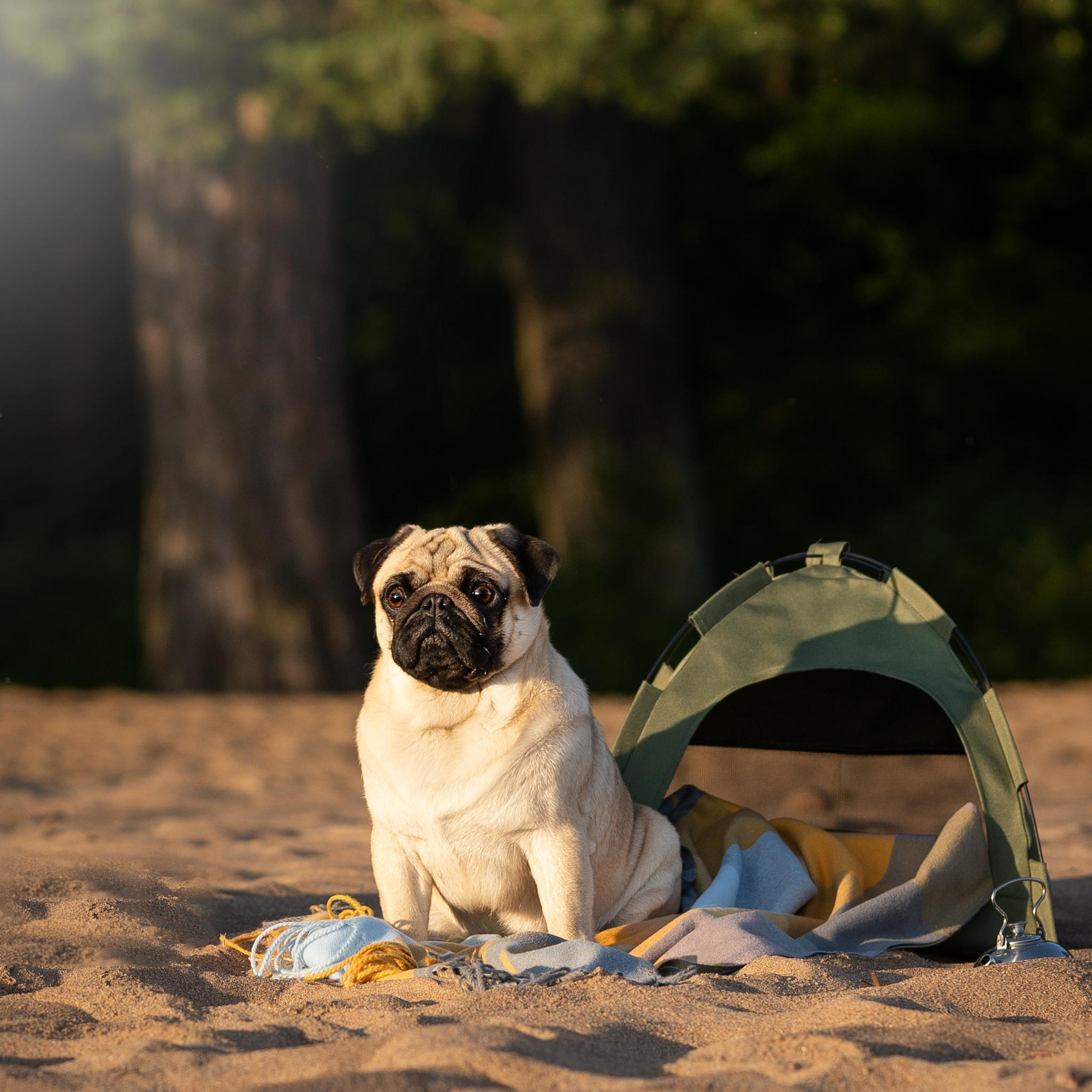 WORK-SHOP 16.07.23 завершён. ФОТОГРАФ-АНИМАЛИСТ l LANA POLYAKOVA