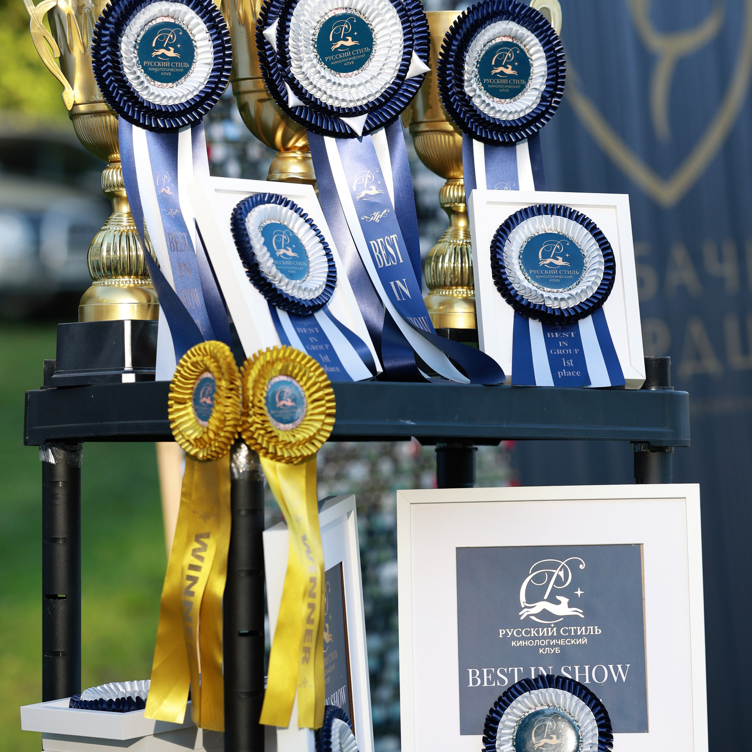 27-28.09.2025 ВЫСТАВКИ СОБАК ВСЕХ ПОРОД (САС, ЧРКФ, ЧФ). ФОТОГРАФ-АНИМАЛИСТ l LANA POLYAKOVA