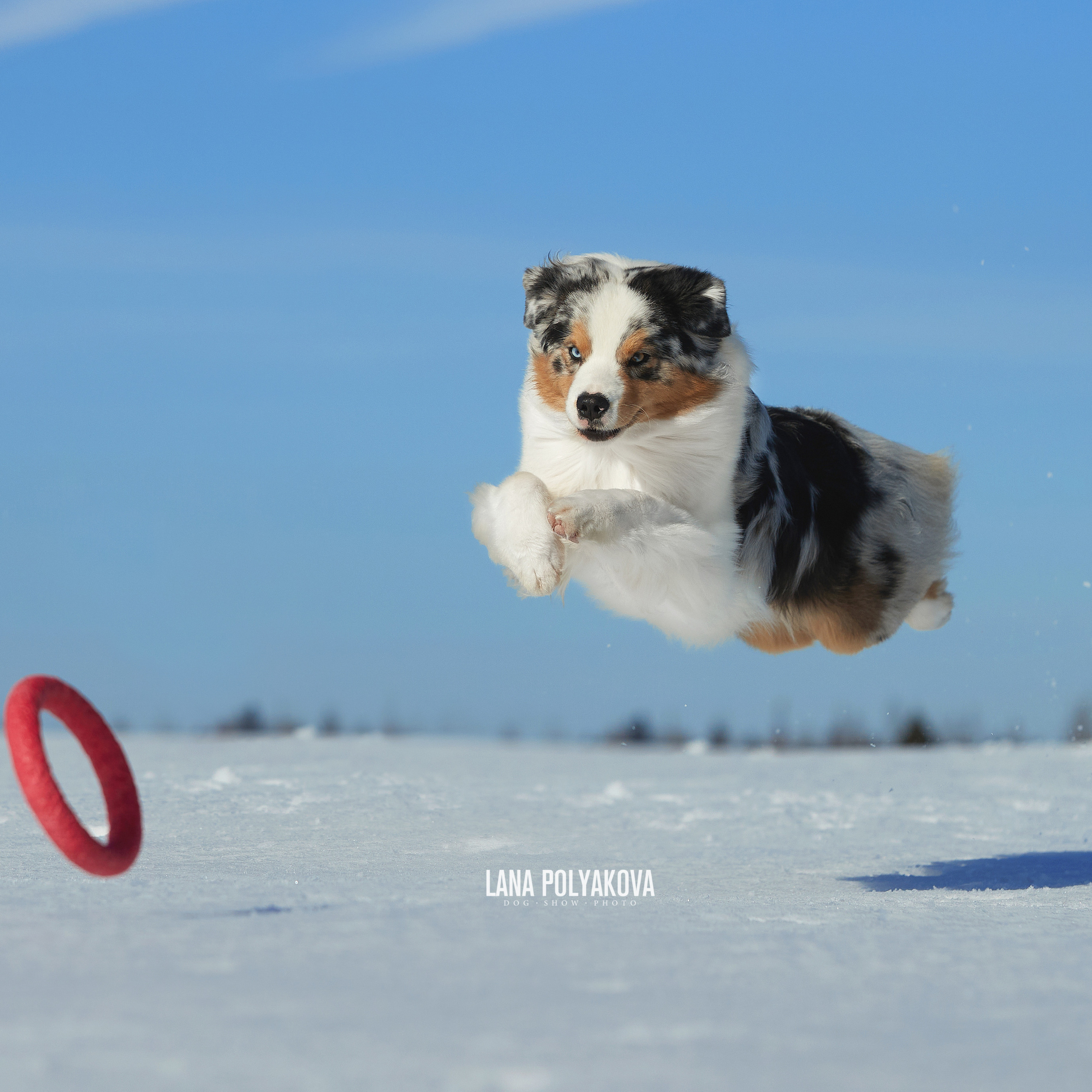 Австралийская овчарка, аусси питомник APPLEDORE