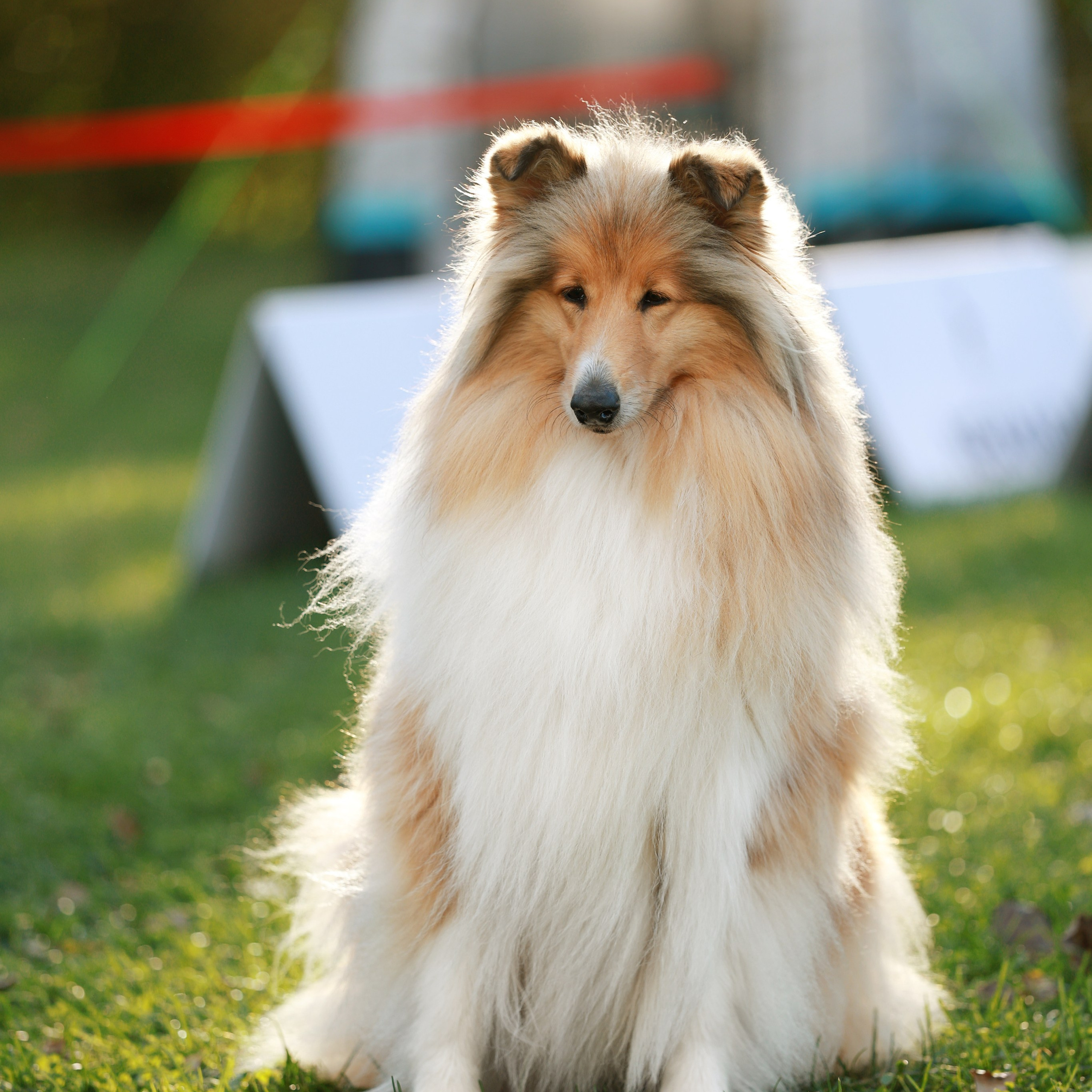 27-28.09.2025 ВЫСТАВКИ СОБАК ВСЕХ ПОРОД (САС, ЧРКФ, ЧФ). ФОТОГРАФ-АНИМАЛИСТ l LANA POLYAKOVA