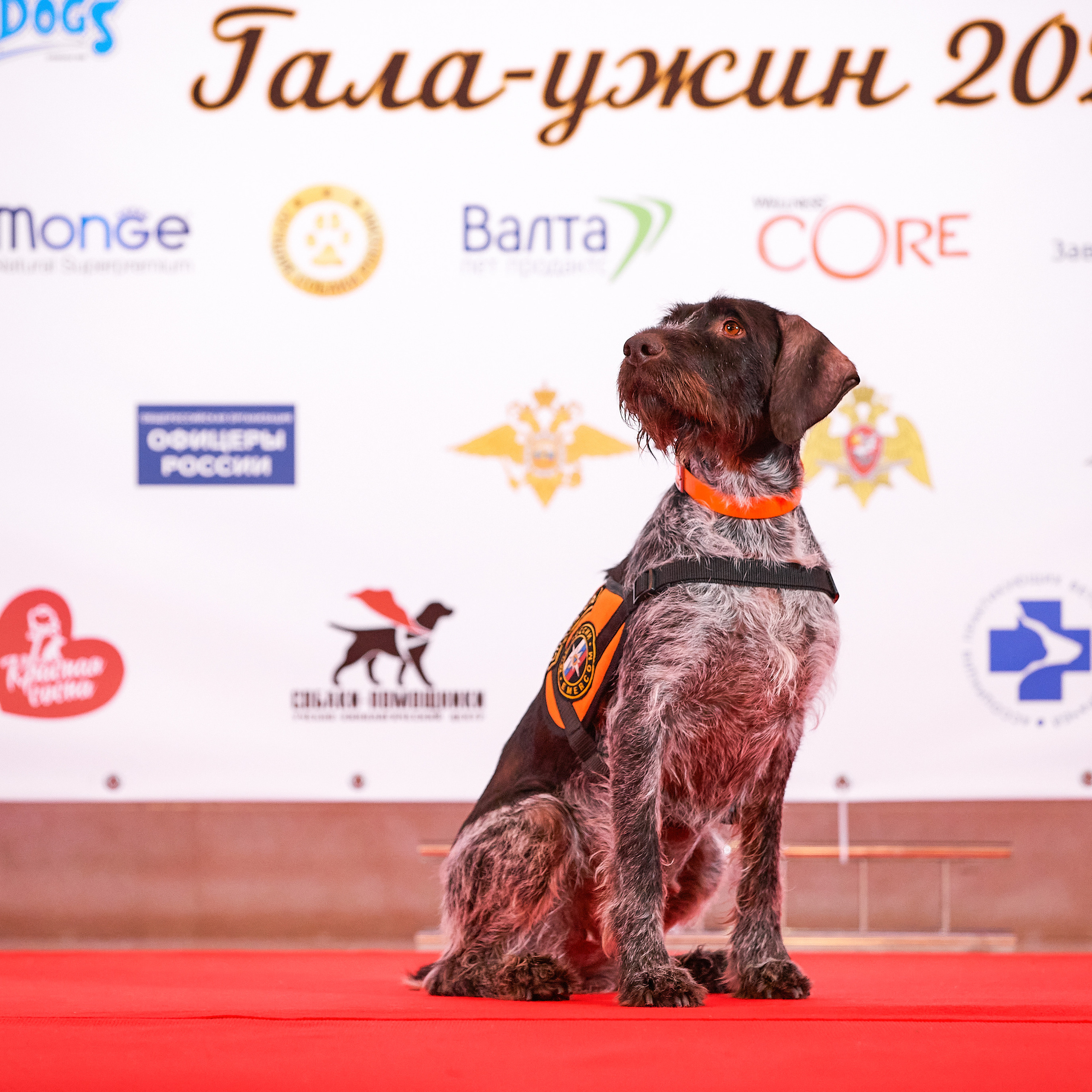 Репортаж с церемонии «BEST RUSSIAN DOG 2021». ФОТОГРАФ-АНИМАЛИСТ l LANA POLYAKOVA