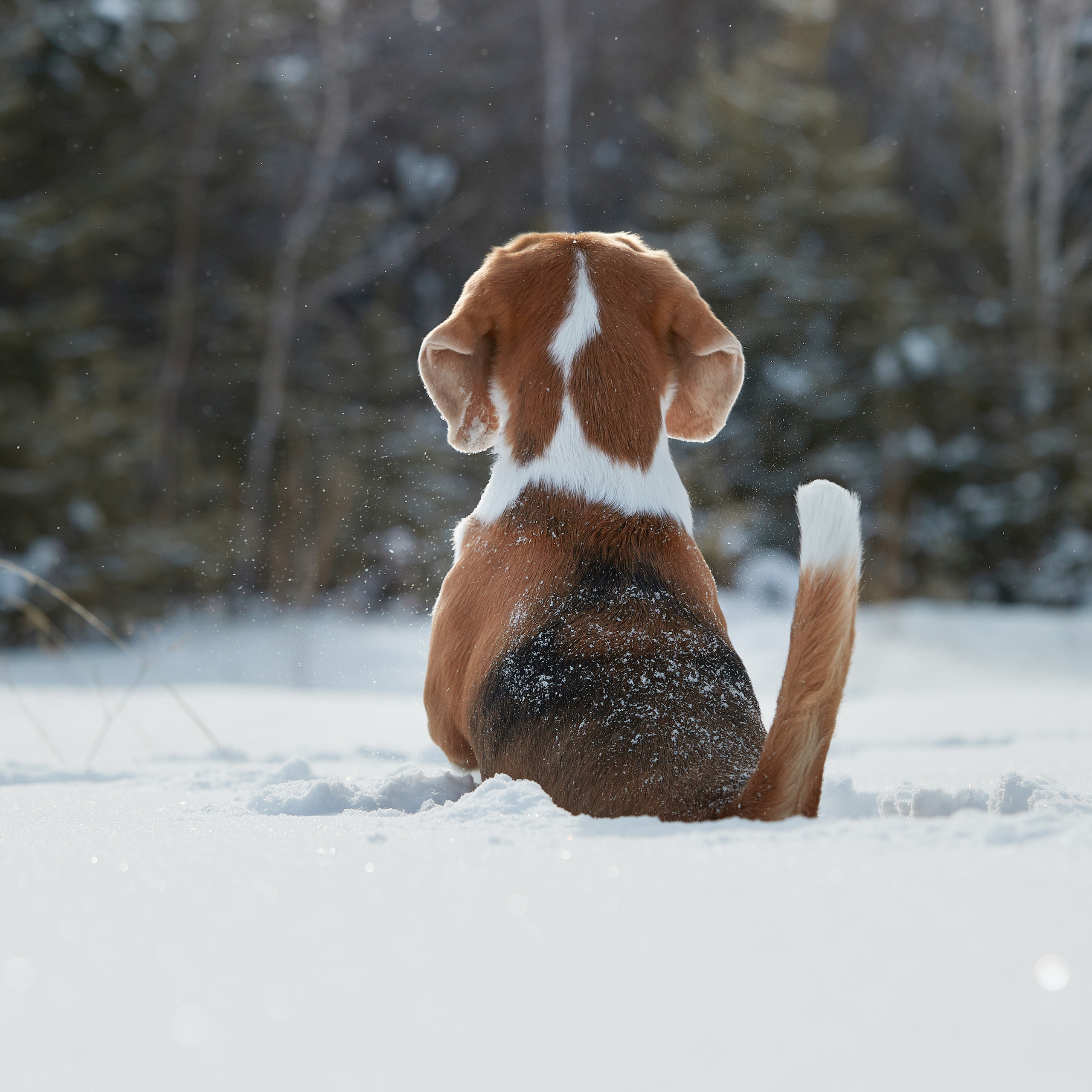 Зимний Workshop и фотосъемки на Байкале. ФОТОГРАФ-АНИМАЛИСТ l LANA POLYAKOVA