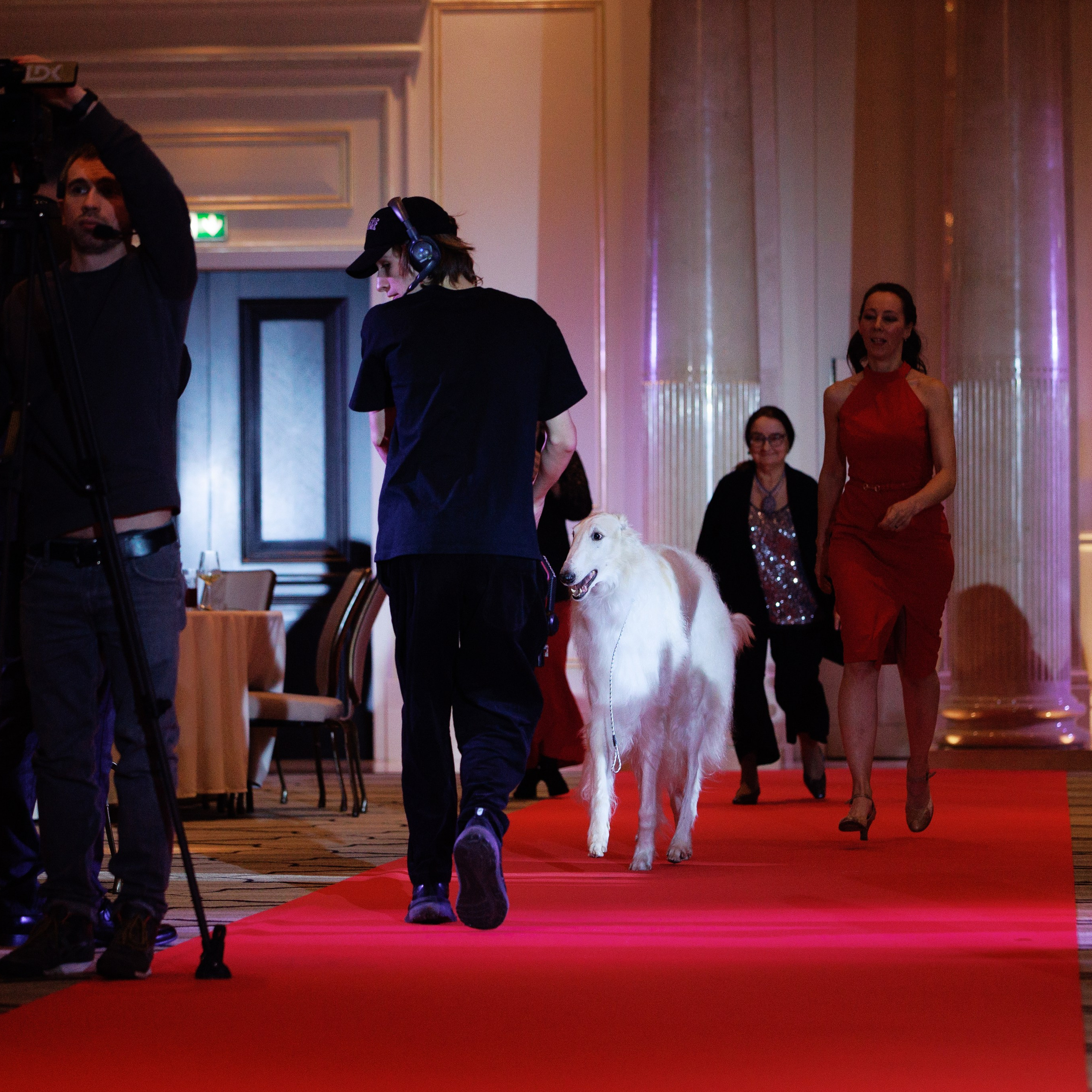 Репортаж с церемонии «BEST RUSSIAN DOG 2024». ФОТОГРАФ-АНИМАЛИСТ l LANA POLYAKOVA