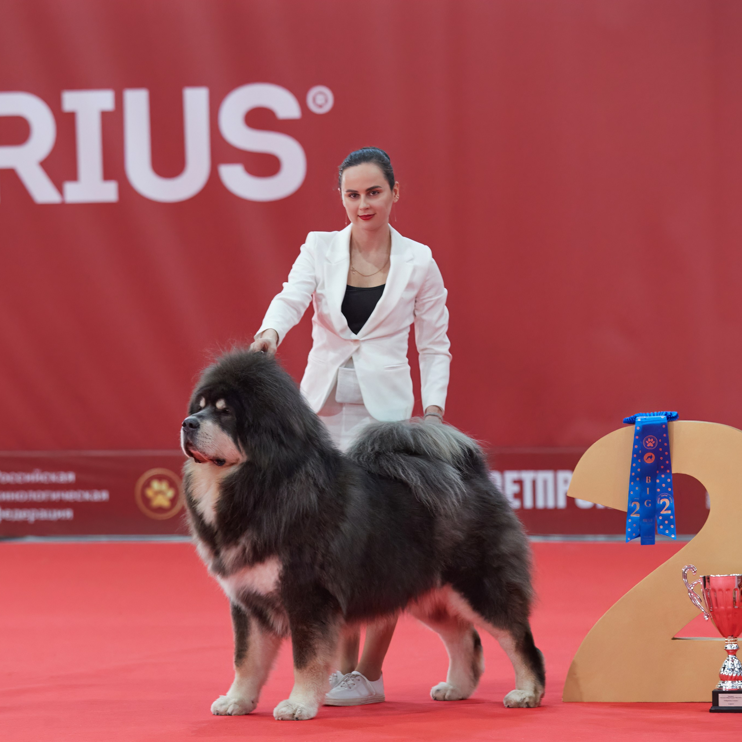 Новое шоу чемпионов «ЛУЧШИЕ СОБАКИ РОССИИ». ФОТОГРАФ-АНИМАЛИСТ l LANA POLYAKOVA