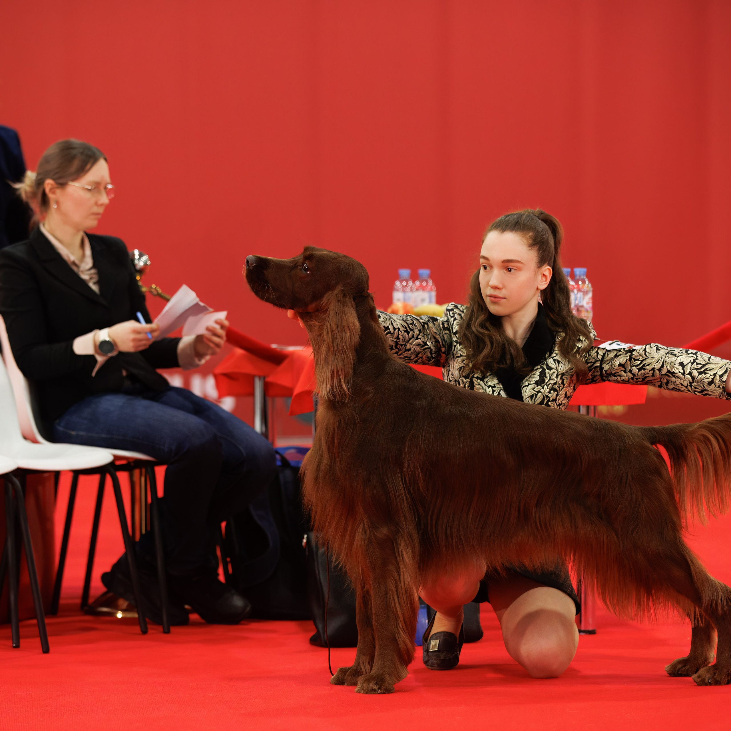 Новое шоу чемпионов «ЛУЧШИЕ СОБАКИ РОССИИ». ФОТОГРАФ-АНИМАЛИСТ l LANA POLYAKOVA
