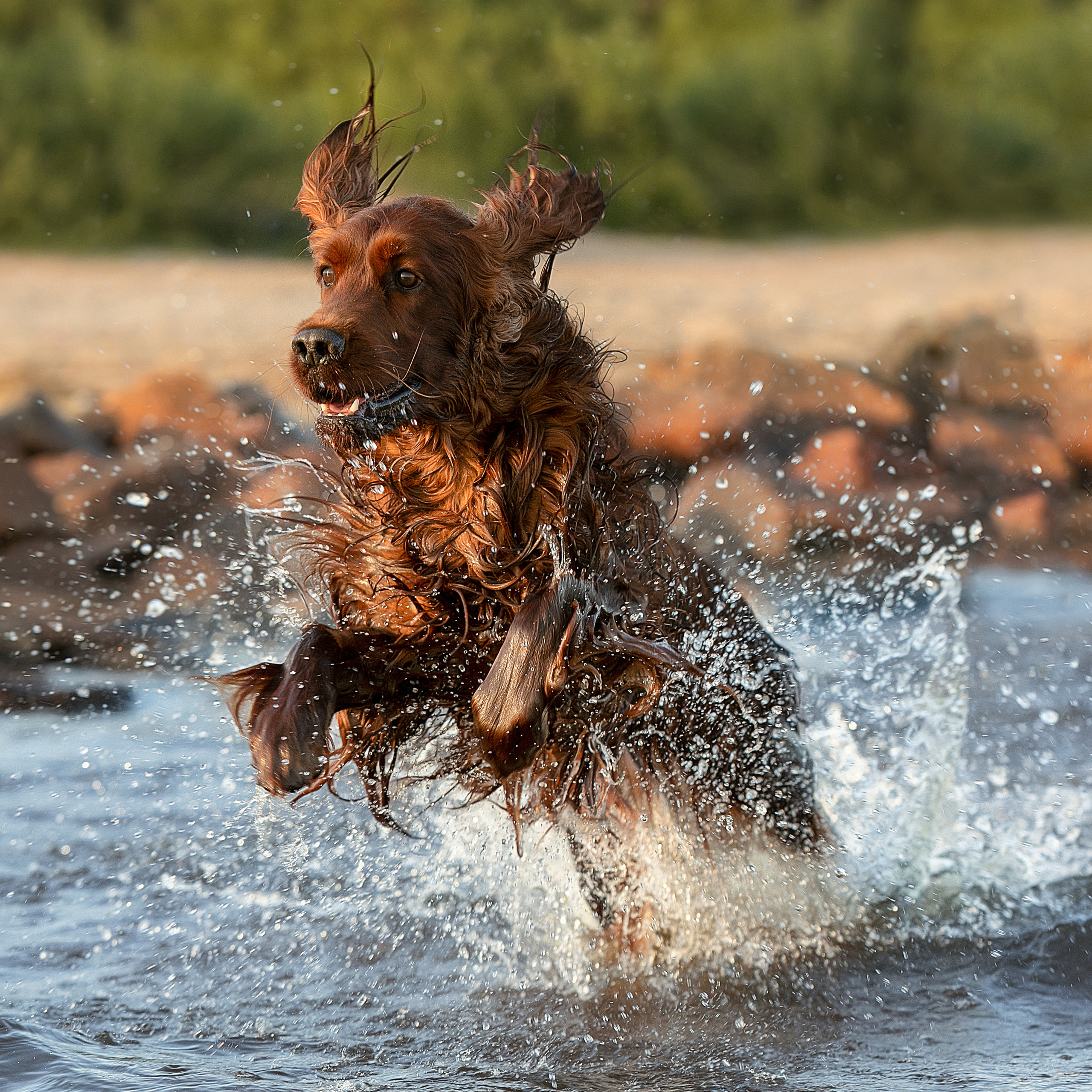 WORK-SHOP 16.07.23 завершён. ФОТОГРАФ-АНИМАЛИСТ l LANA POLYAKOVA