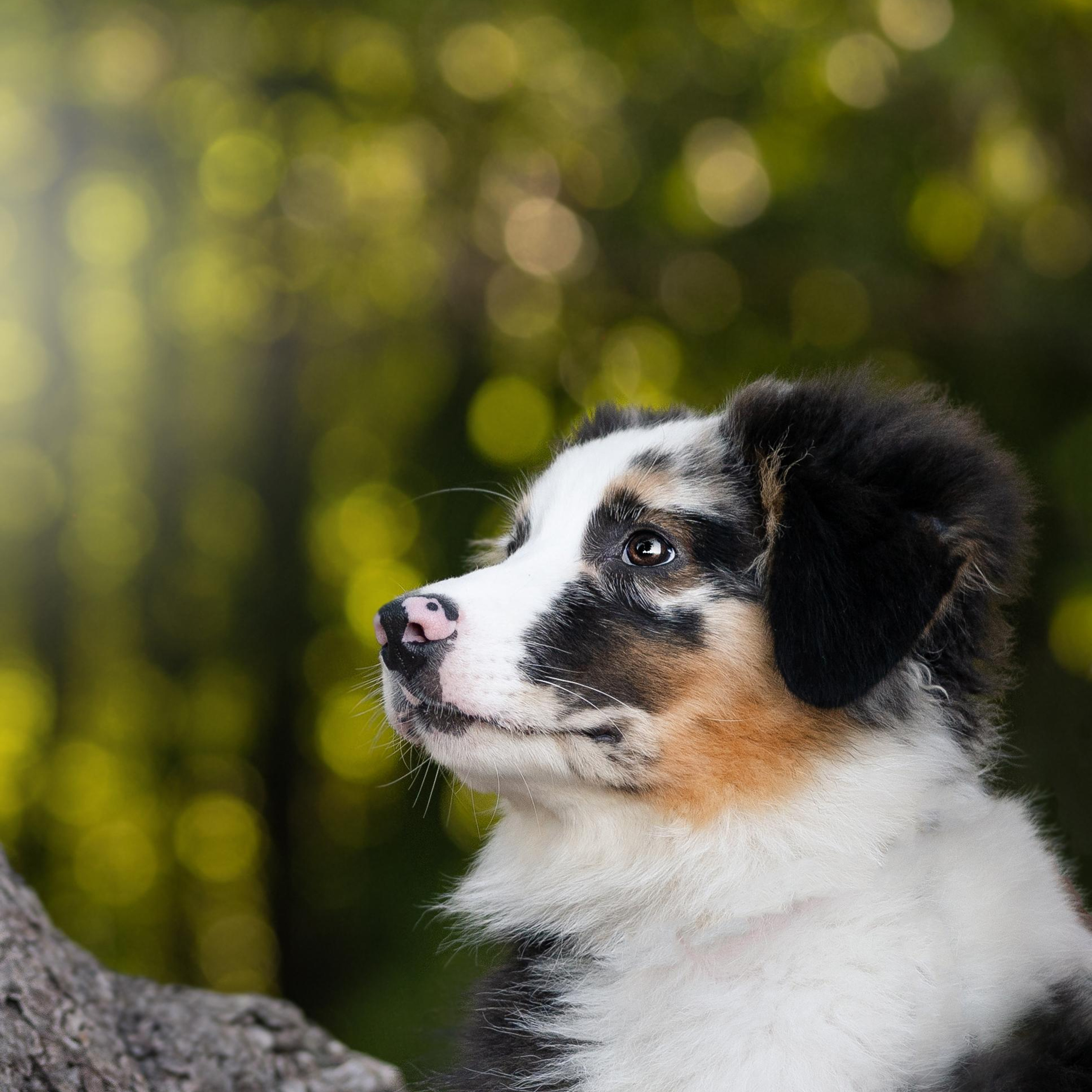 WORK-SHOP 16.07.23 завершён. ФОТОГРАФ-АНИМАЛИСТ l LANA POLYAKOVA