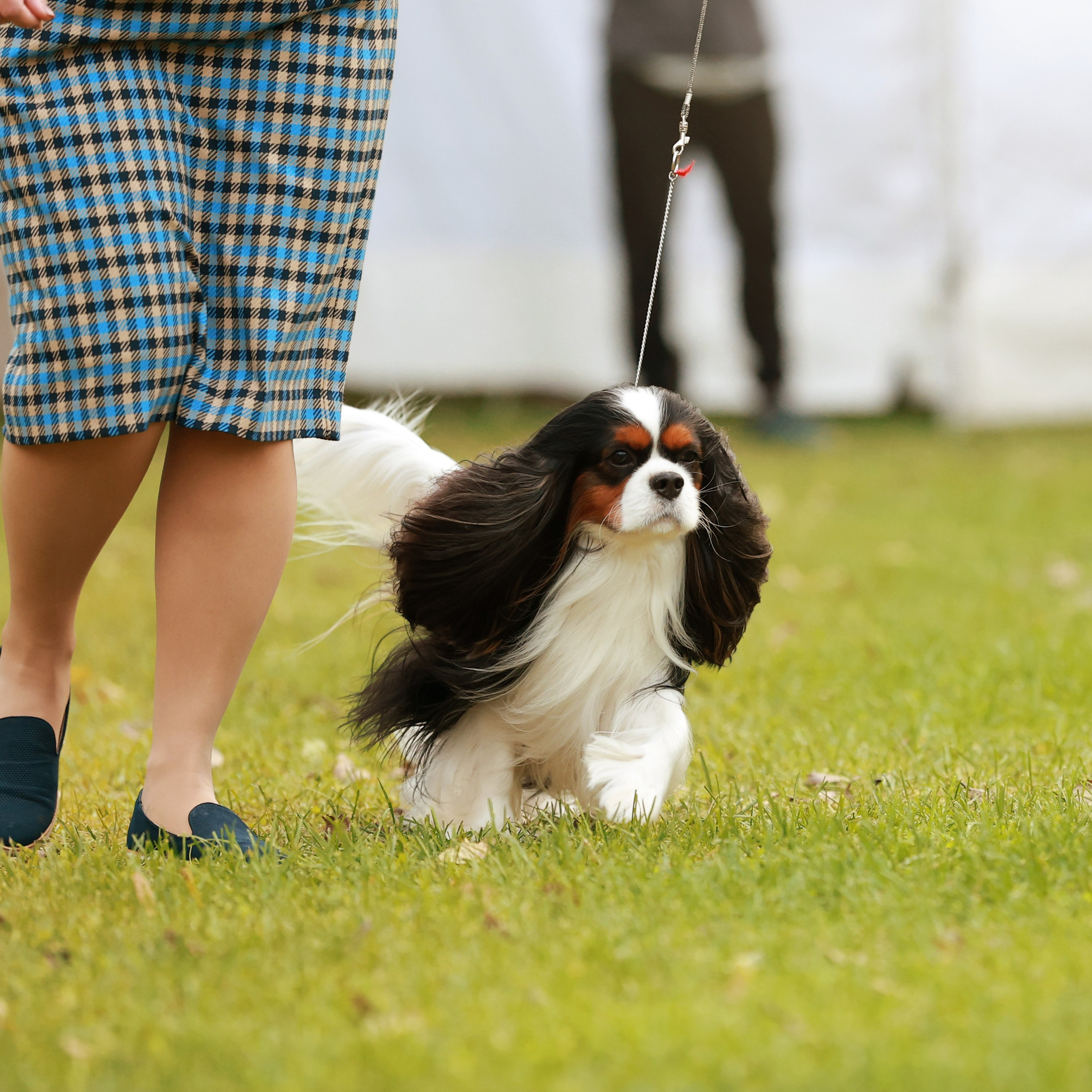 27-28.09.2025 ВЫСТАВКИ СОБАК ВСЕХ ПОРОД (САС, ЧРКФ, ЧФ). ФОТОГРАФ-АНИМАЛИСТ l LANA POLYAKOVA