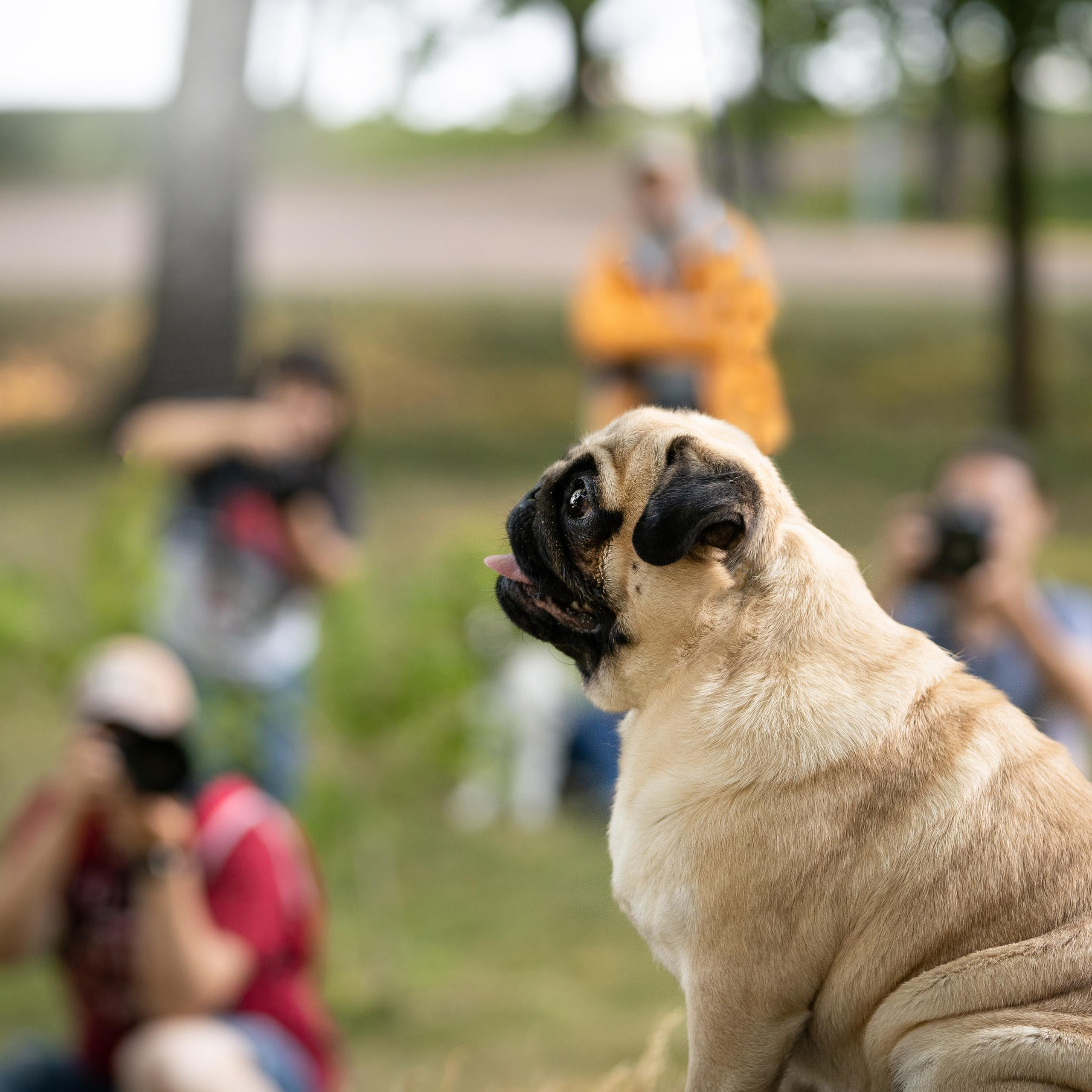 WORK-SHOP 16.07.23 завершён. ФОТОГРАФ-АНИМАЛИСТ l LANA POLYAKOVA