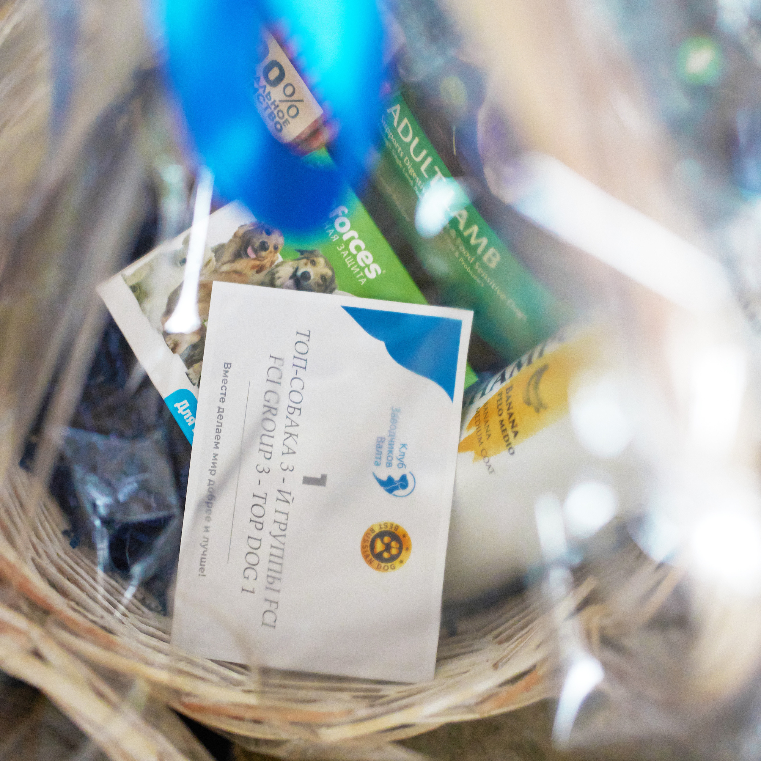 Репортаж с церемонии «BEST RUSSIAN DOG 2021». ФОТОГРАФ-АНИМАЛИСТ l LANA POLYAKOVA