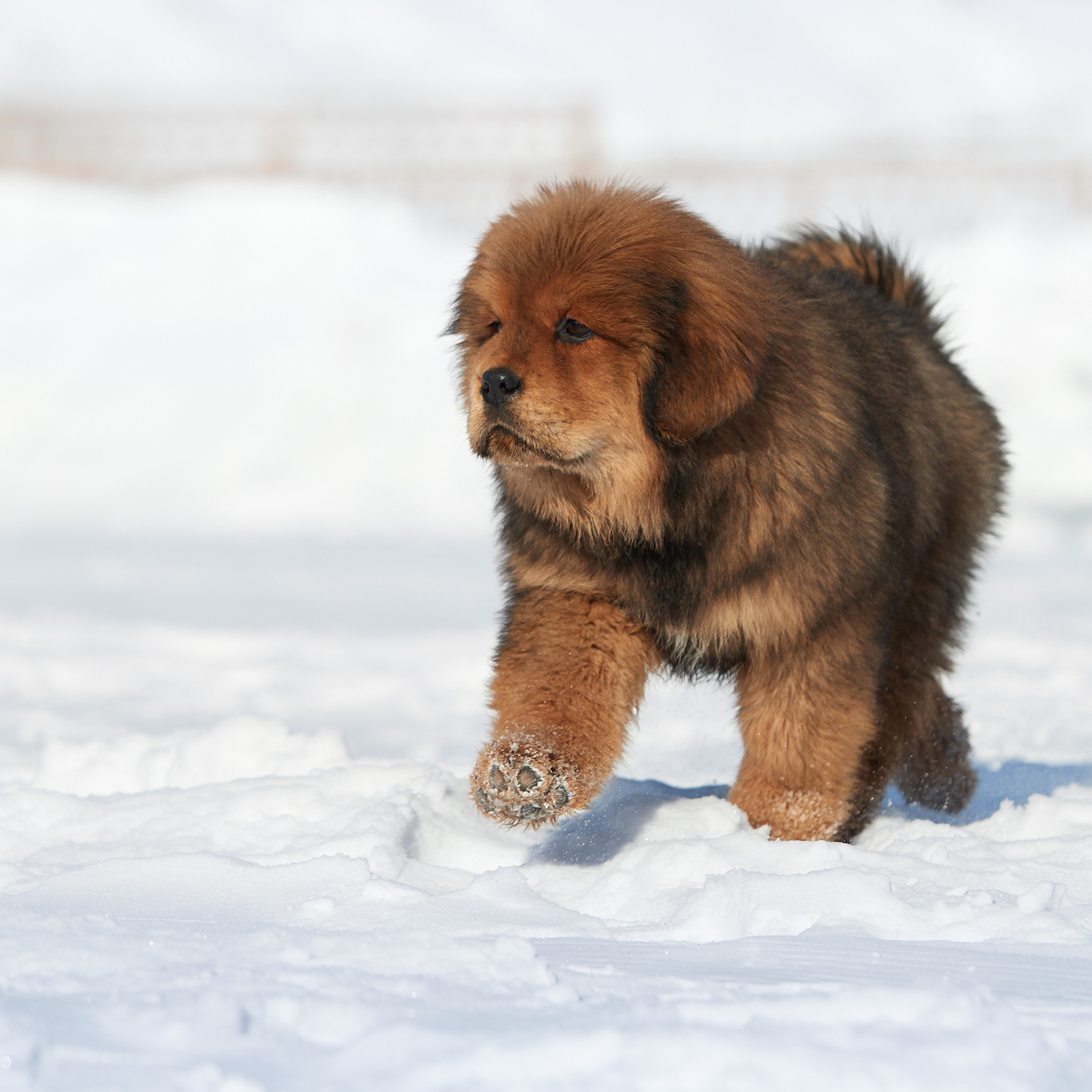 Зимний Workshop и фотосъемки на Байкале. ФОТОГРАФ-АНИМАЛИСТ l LANA POLYAKOVA