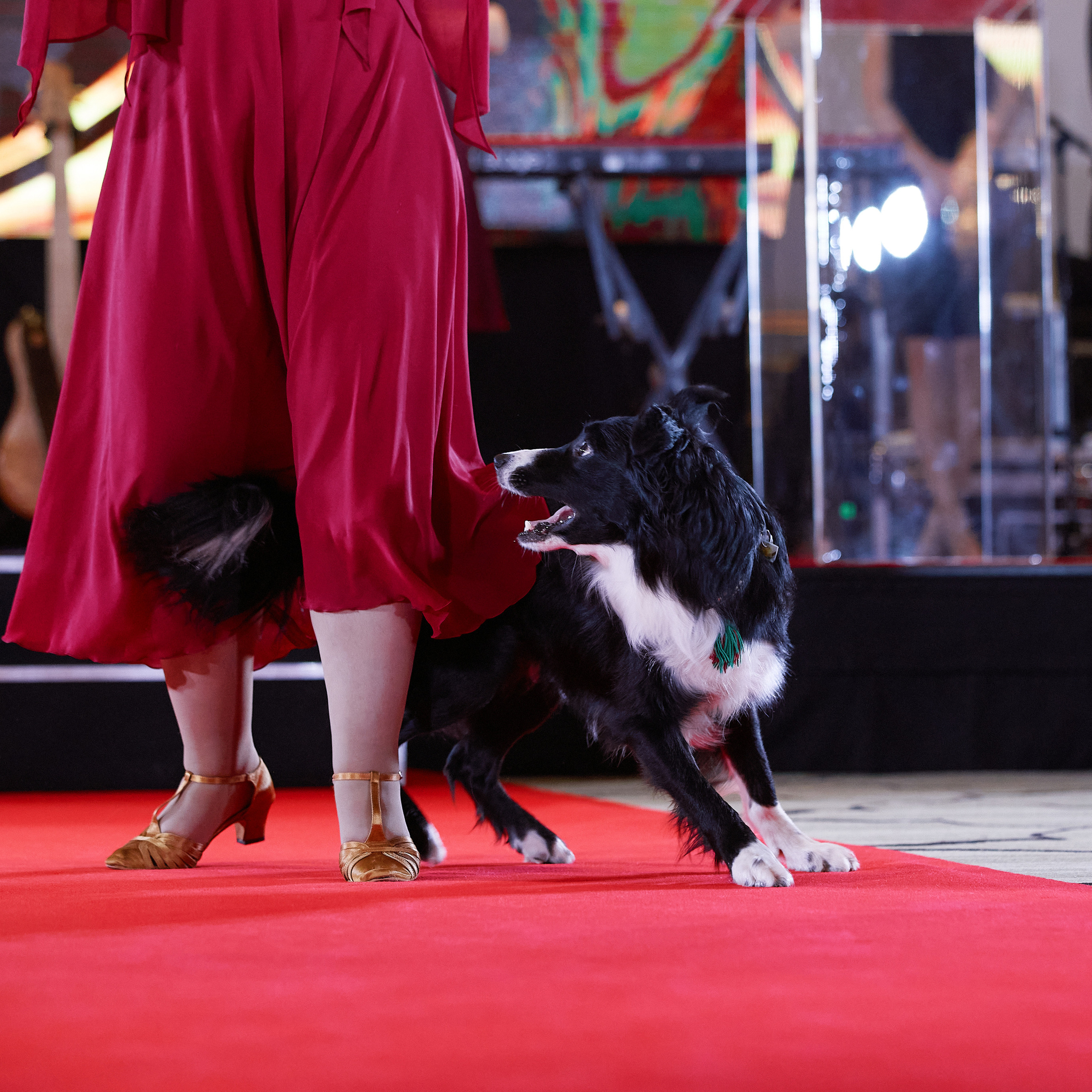 Репортаж с церемонии «BEST RUSSIAN DOG 2021». ФОТОГРАФ-АНИМАЛИСТ l LANA POLYAKOVA
