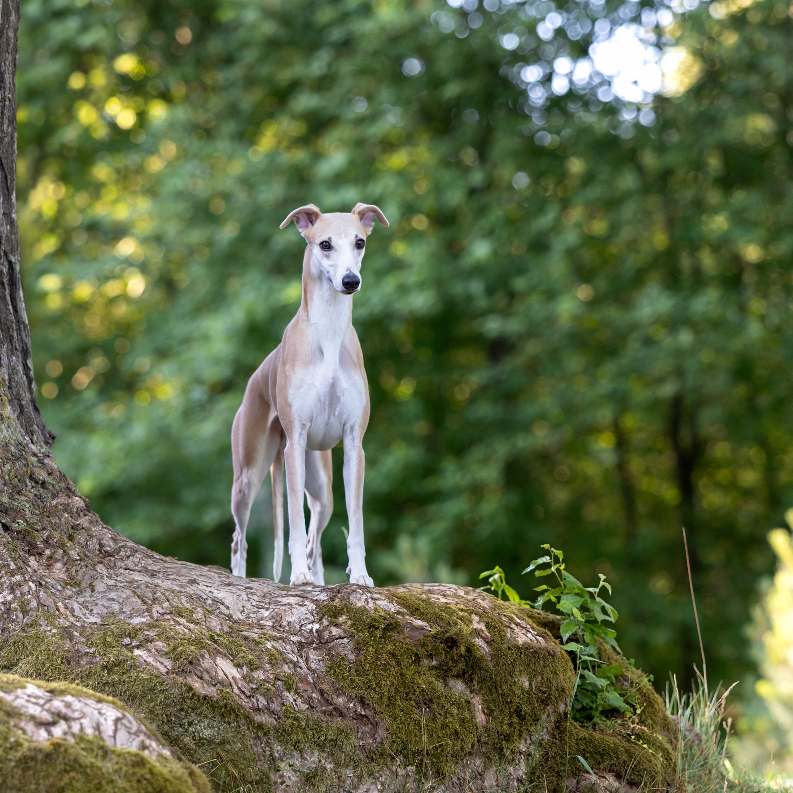 WORK-SHOP 16.07.23 завершён. ФОТОГРАФ-АНИМАЛИСТ l LANA POLYAKOVA