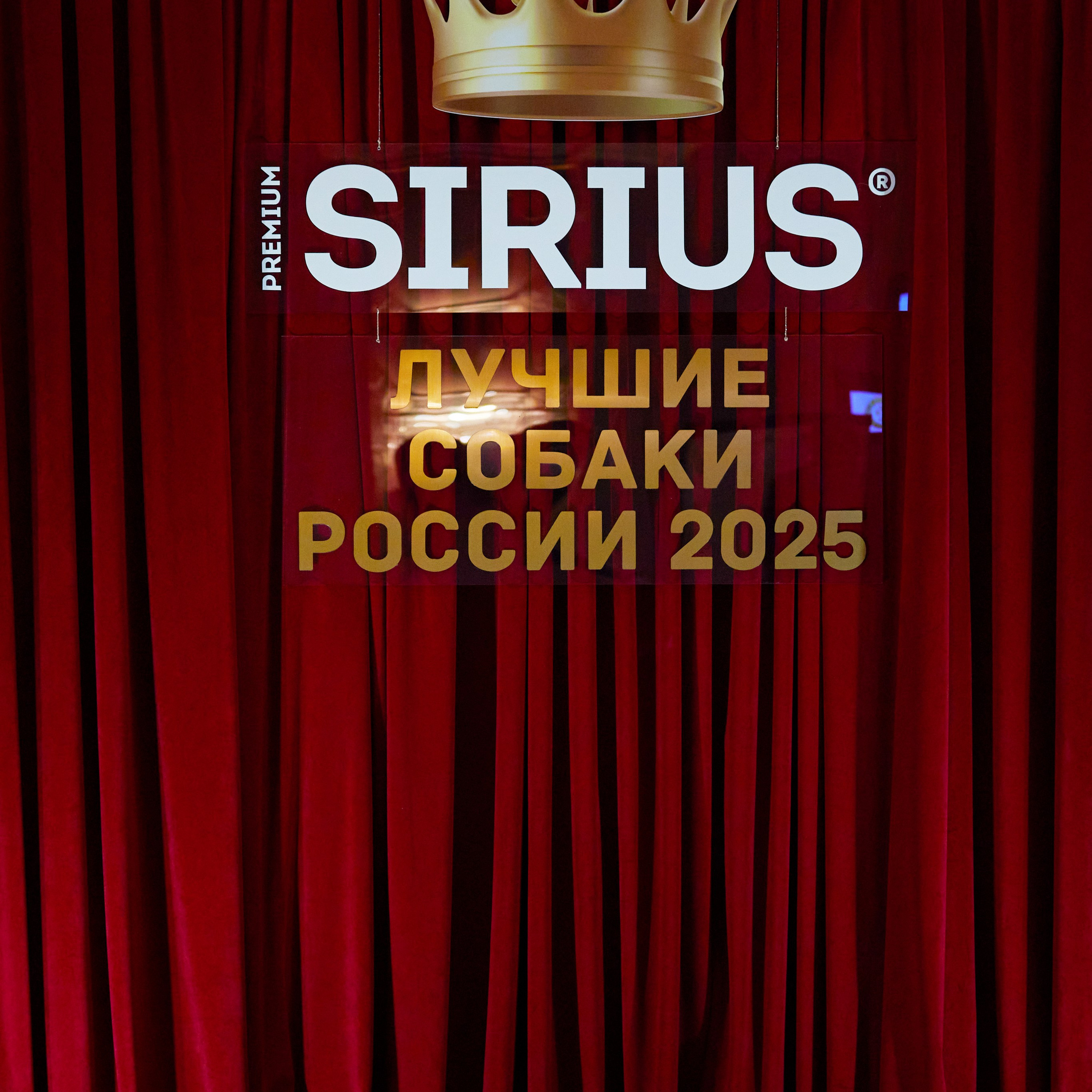 Репортаж с церемонии «BEST RUSSIAN DOG 2024». ФОТОГРАФ-АНИМАЛИСТ l LANA POLYAKOVA