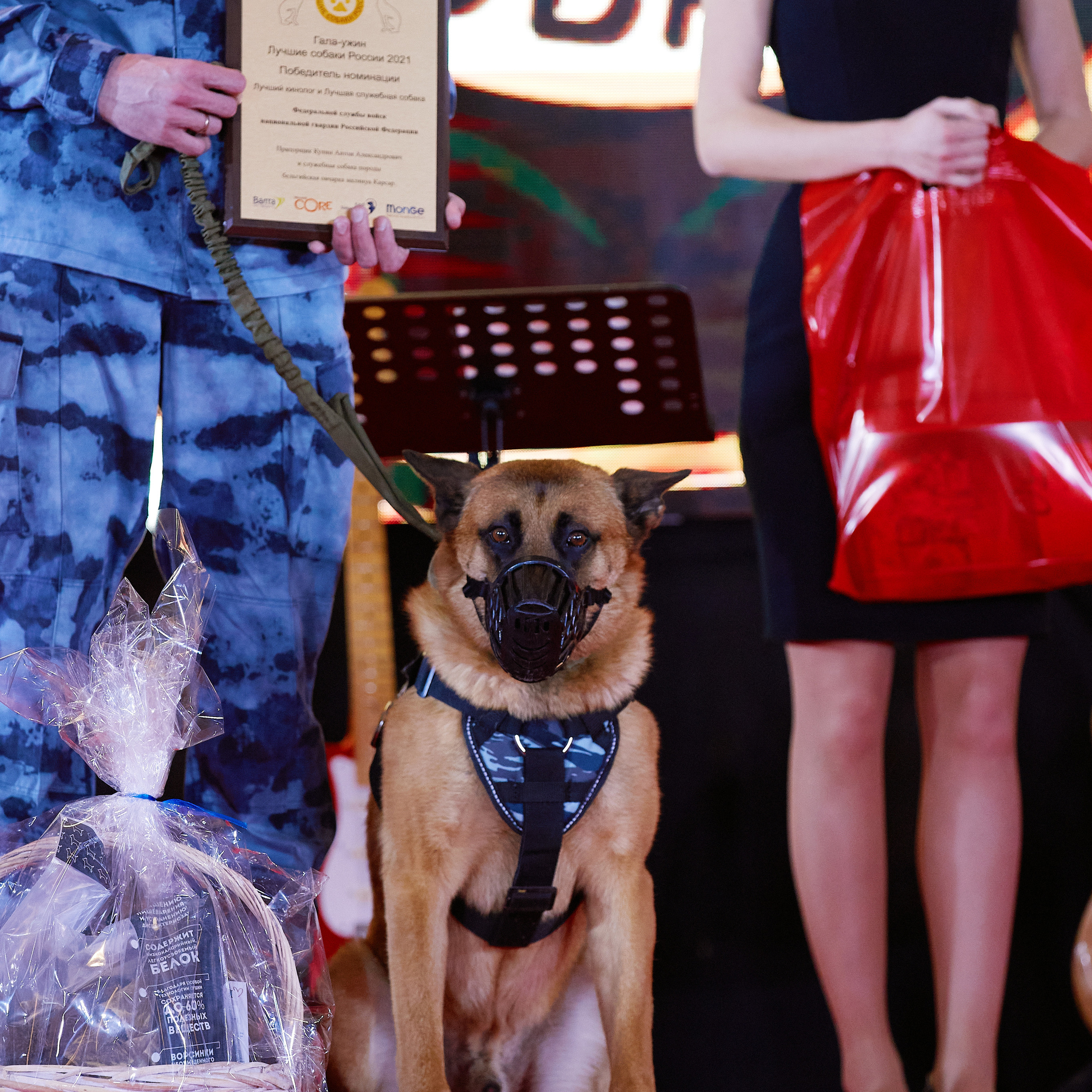 Репортаж с церемонии «BEST RUSSIAN DOG 2021». ФОТОГРАФ-АНИМАЛИСТ l LANA POLYAKOVA