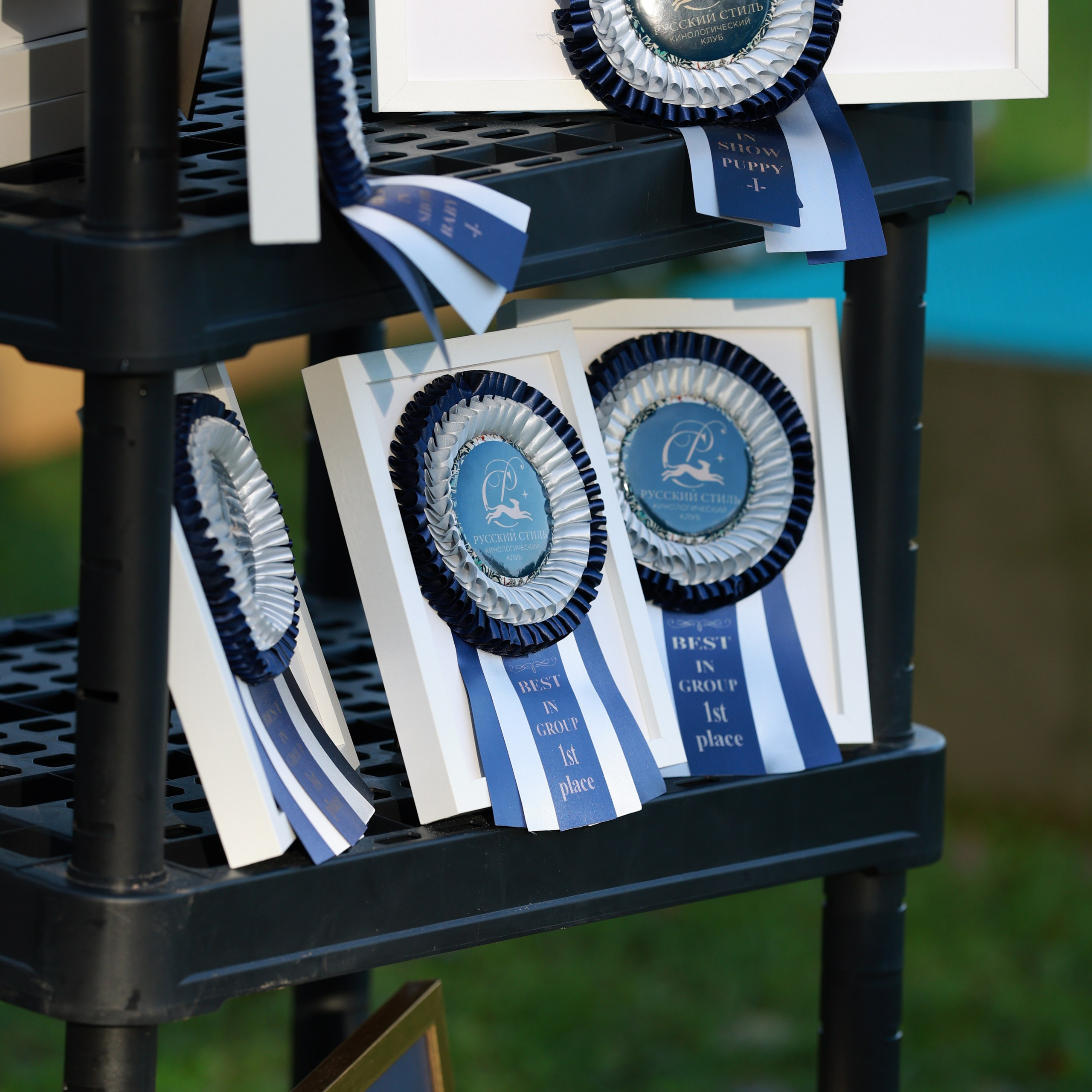 27-28.09.2025 ВЫСТАВКИ СОБАК ВСЕХ ПОРОД (САС, ЧРКФ, ЧФ). ФОТОГРАФ-АНИМАЛИСТ l LANA POLYAKOVA