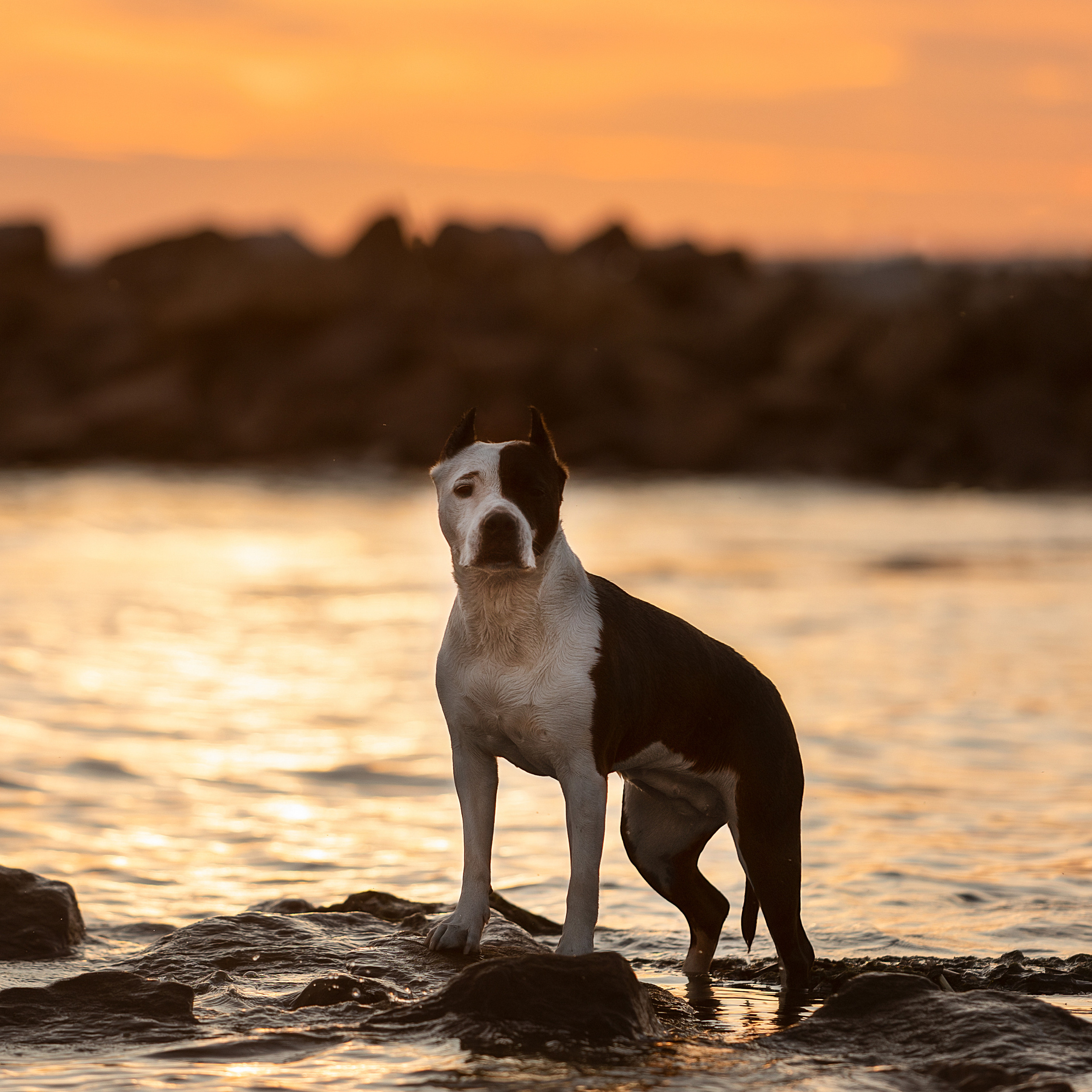 WORK-SHOP 16.07.23 завершён. ФОТОГРАФ-АНИМАЛИСТ l LANA POLYAKOVA