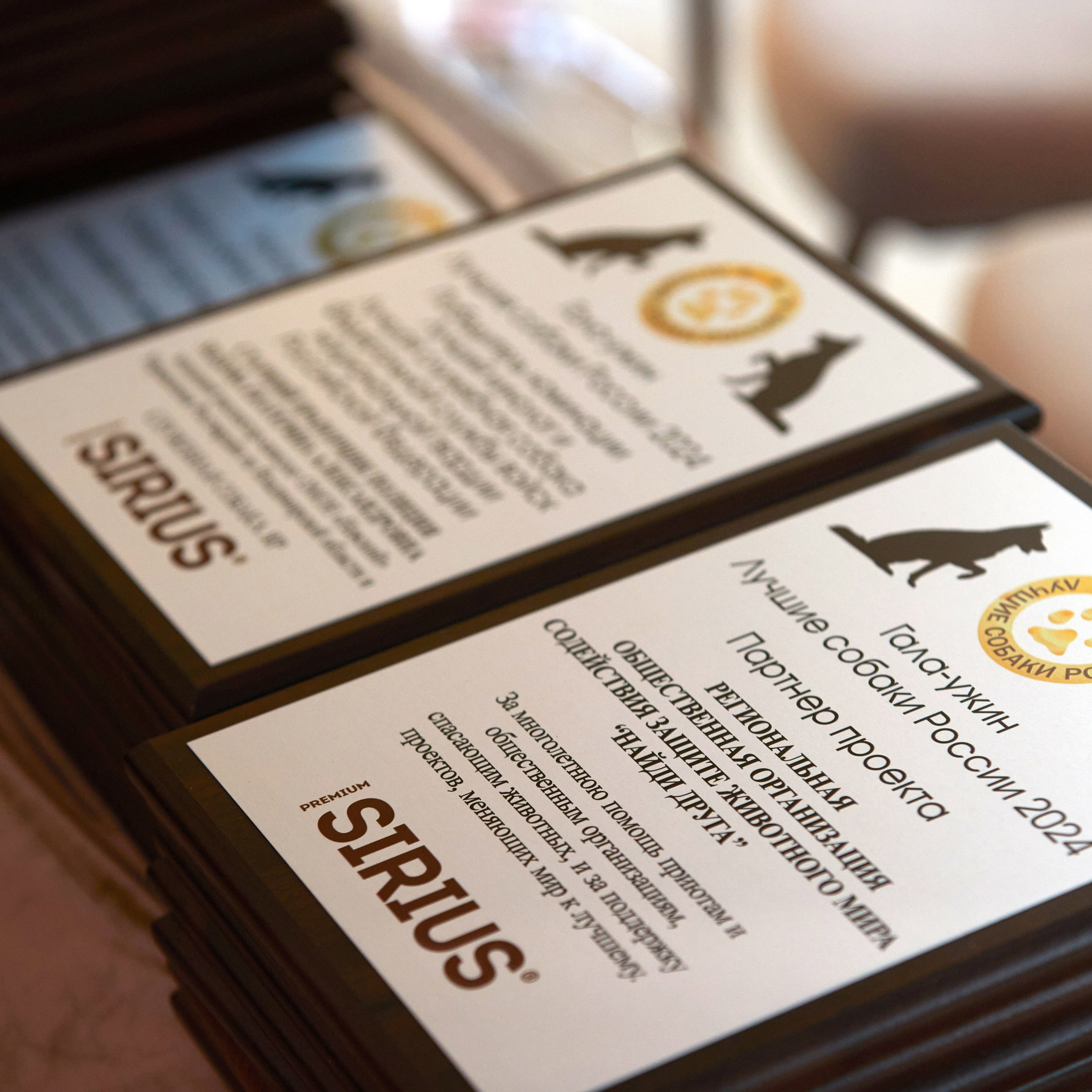 Репортаж с церемонии «BEST RUSSIAN DOG 2024». ФОТОГРАФ-АНИМАЛИСТ l LANA POLYAKOVA