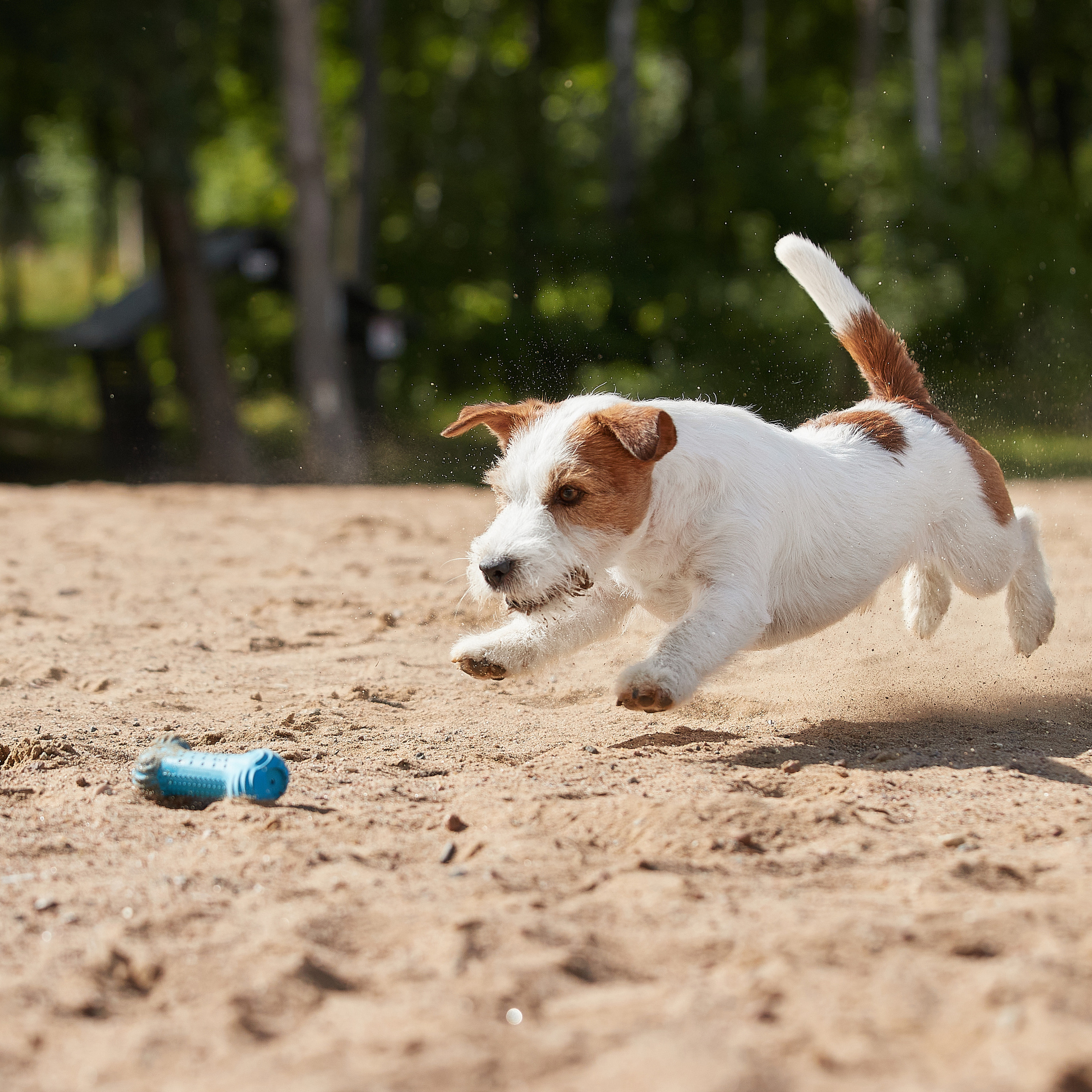 Джеки спешат на помощь!. ФОТОГРАФ-АНИМАЛИСТ l LANA POLYAKOVA