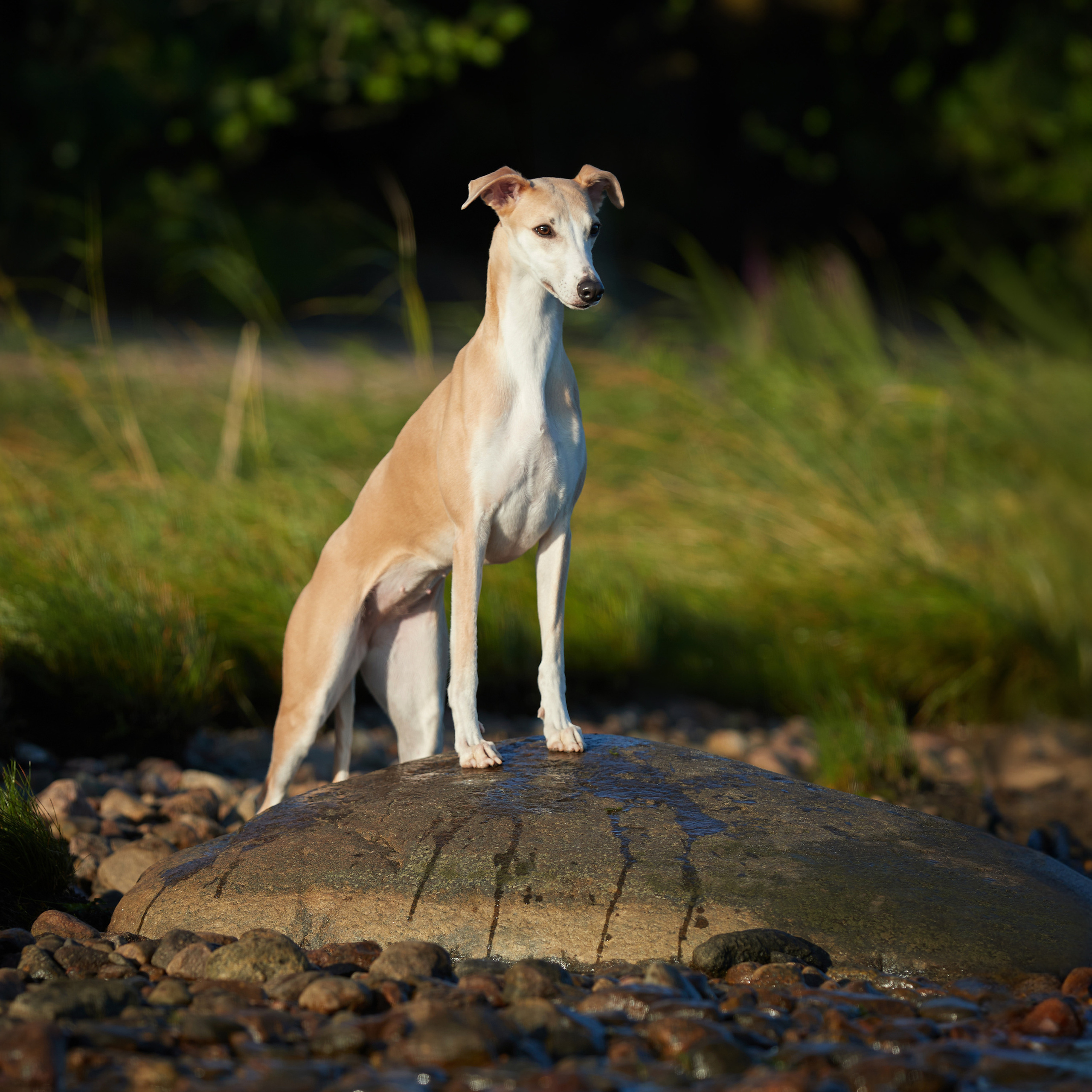 WORK-SHOP 16.07.23 завершён. ФОТОГРАФ-АНИМАЛИСТ l LANA POLYAKOVA