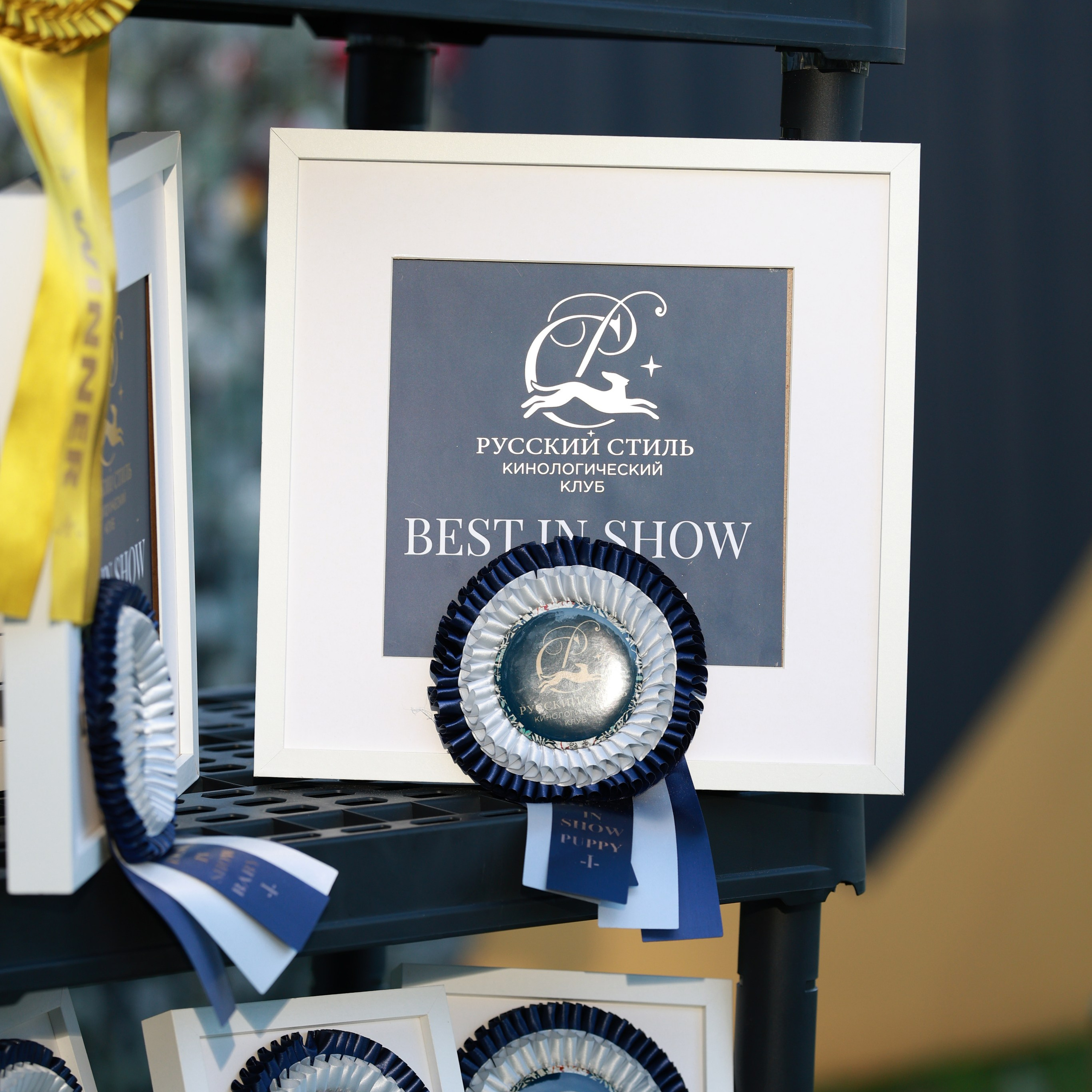 27-28.09.2025 ВЫСТАВКИ СОБАК ВСЕХ ПОРОД (САС, ЧРКФ, ЧФ). ФОТОГРАФ-АНИМАЛИСТ l LANA POLYAKOVA