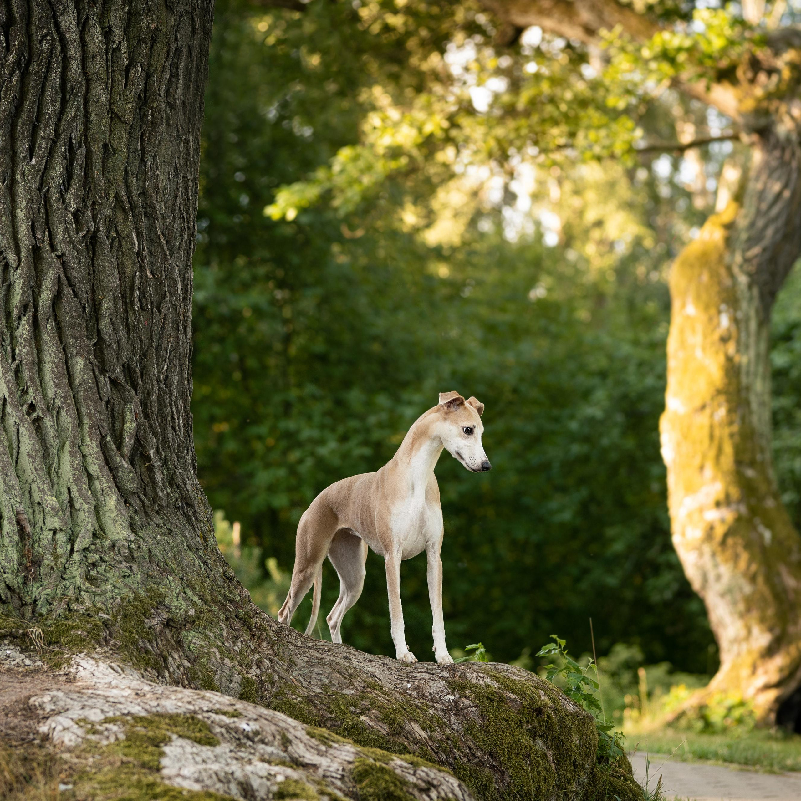 WORK-SHOP 16.07.23 завершён. ФОТОГРАФ-АНИМАЛИСТ l LANA POLYAKOVA
