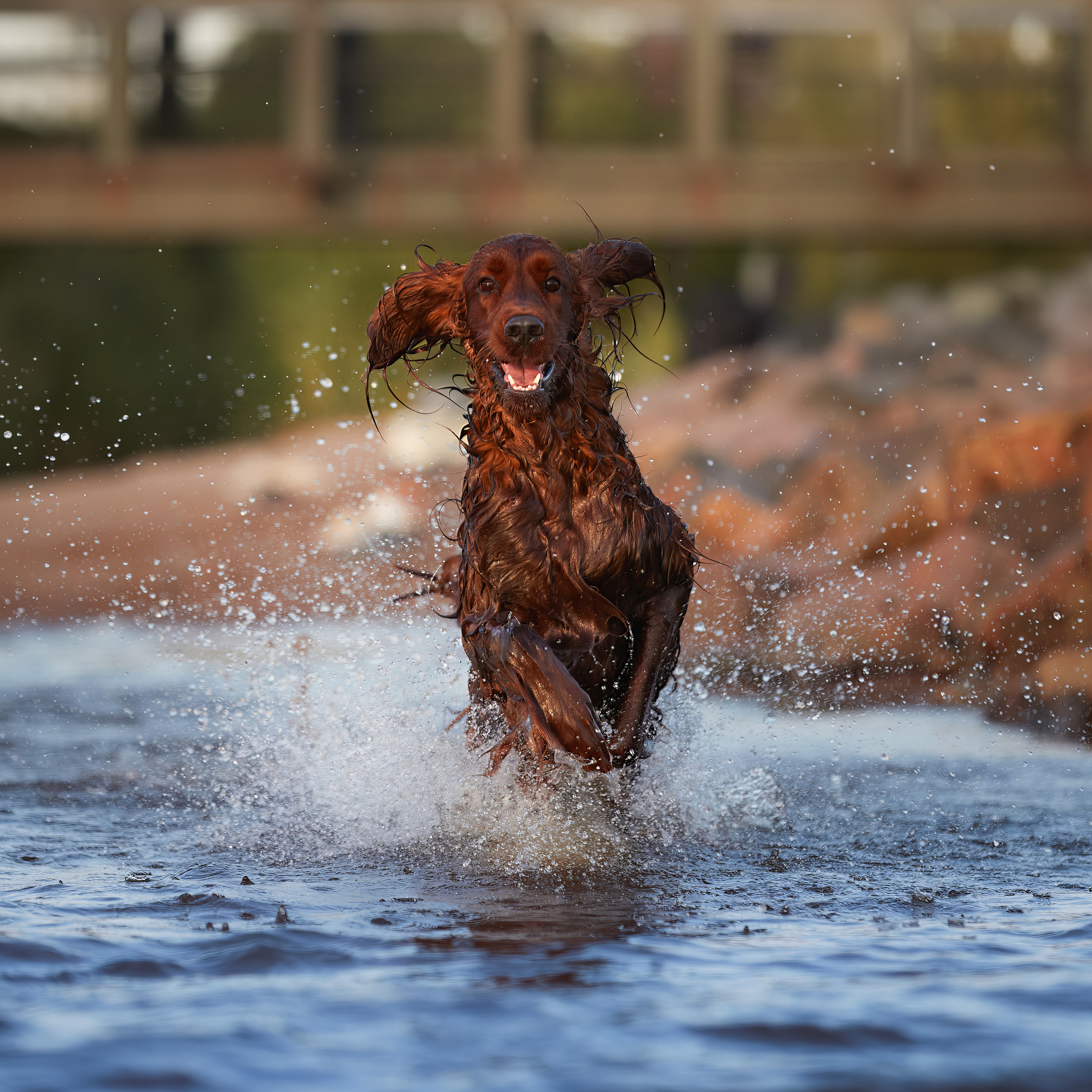 WORK-SHOP 16.07.23 завершён. ФОТОГРАФ-АНИМАЛИСТ l LANA POLYAKOVA