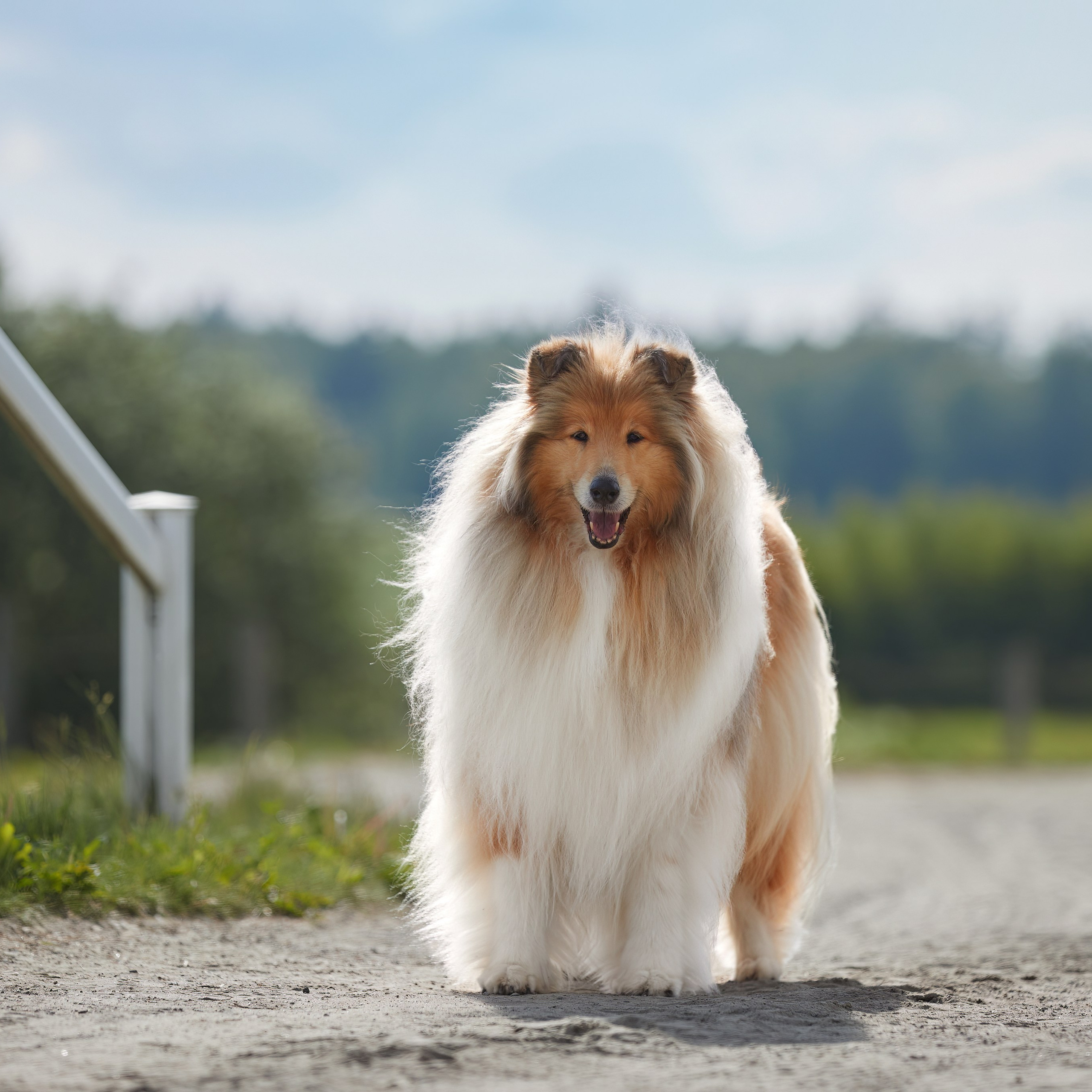 «Россия. Кубок РКФ 2024» и «Россия. Кубок Москвы 2024». ФОТОГРАФ-АНИМАЛИСТ l LANA POLYAKOVA