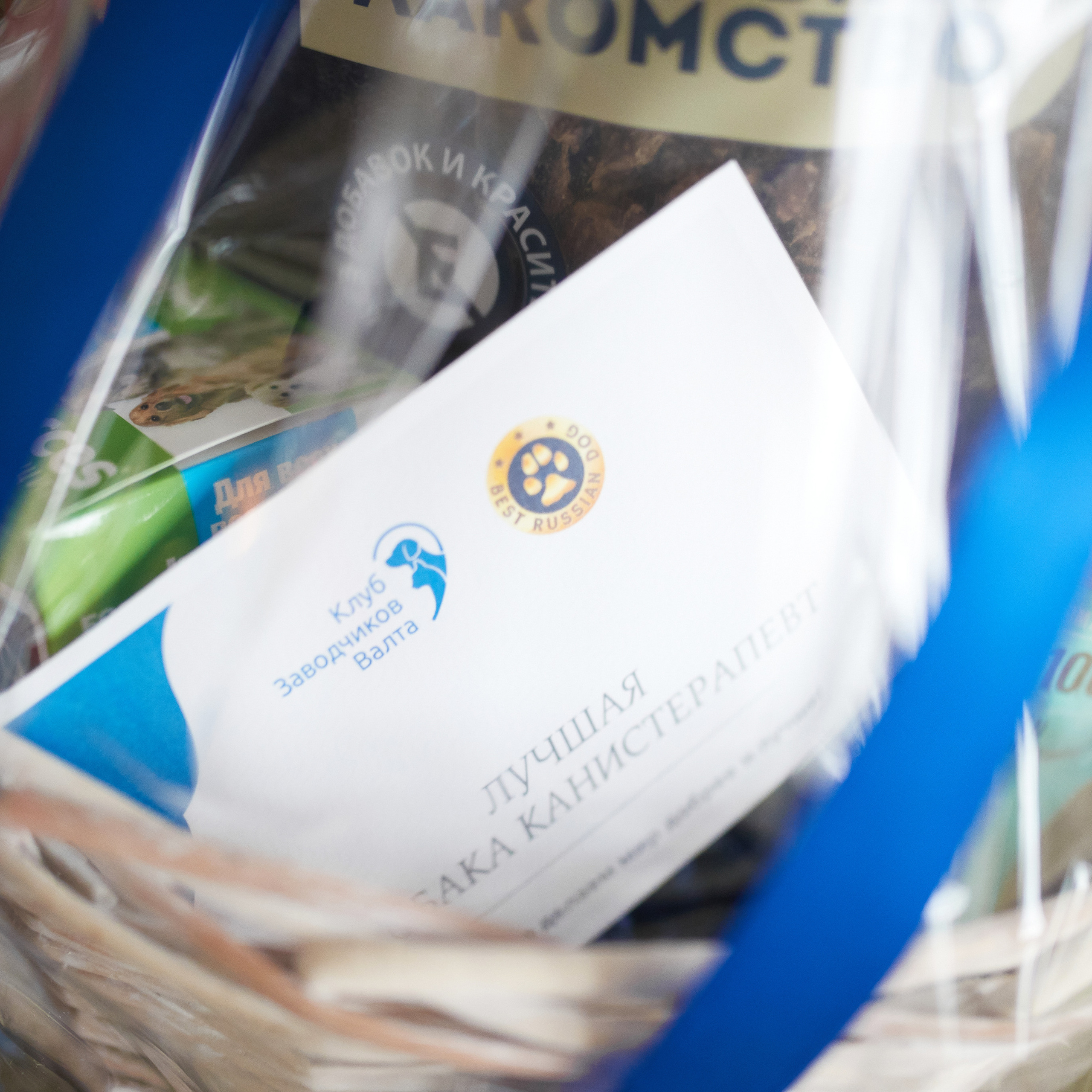 Репортаж с церемонии «BEST RUSSIAN DOG 2021». ФОТОГРАФ-АНИМАЛИСТ l LANA POLYAKOVA