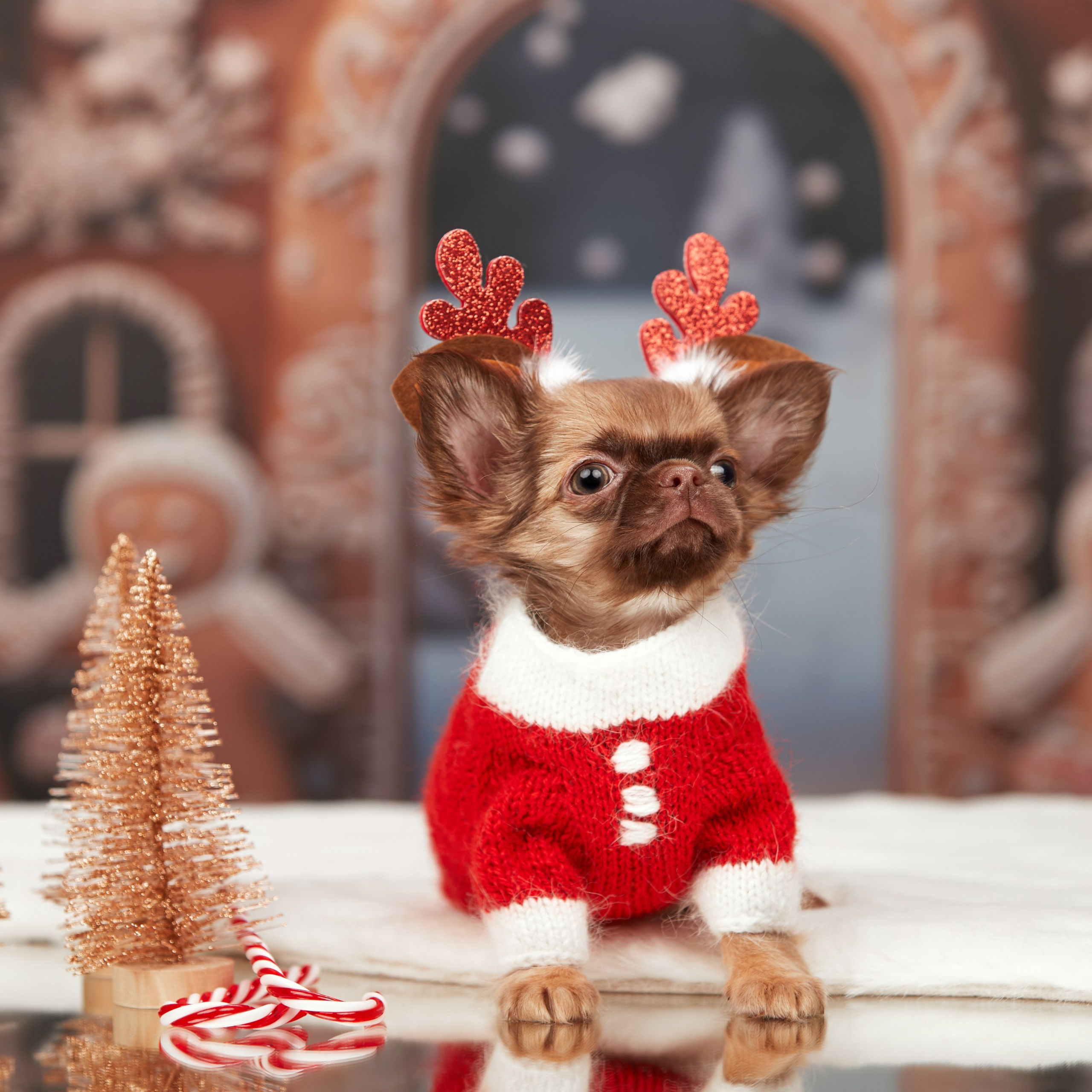 Малыши чихуахуа готовятся к Новому году. Новая коллекция праздничных фонов. ФОТОГРАФ-АНИМАЛИСТ l LANA POLYAKOVA