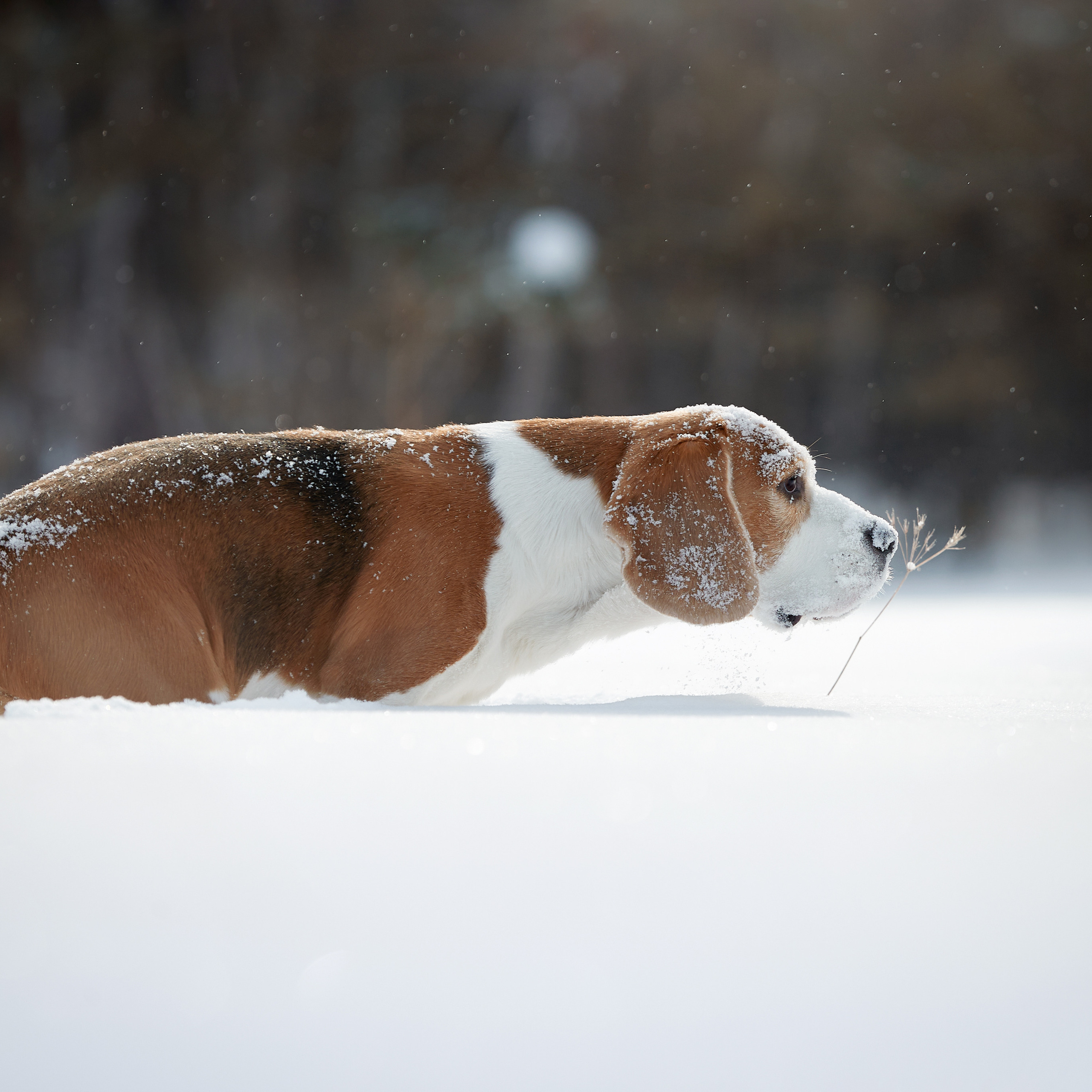 Зимний Workshop и фотосъемки на Байкале. ФОТОГРАФ-АНИМАЛИСТ l LANA POLYAKOVA