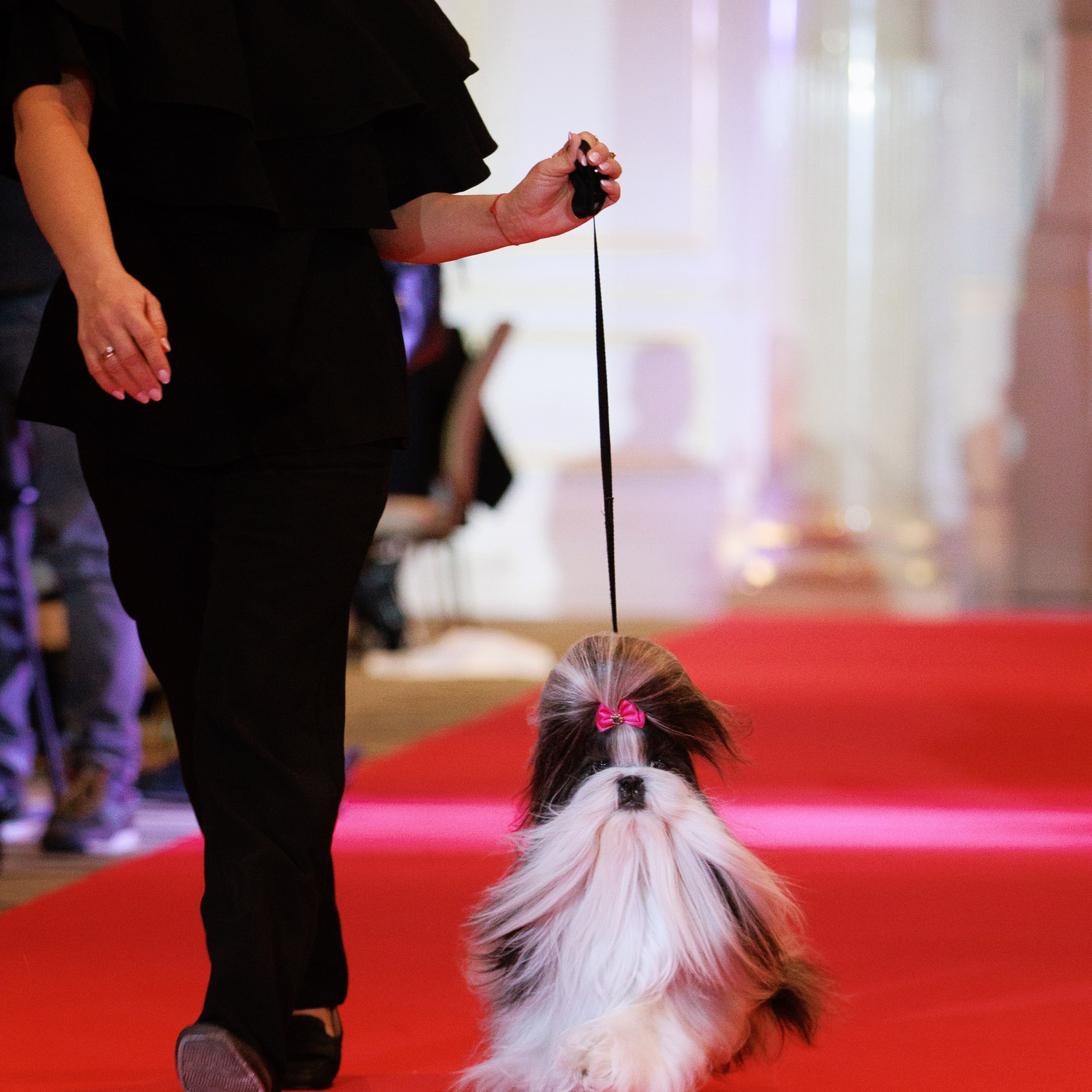 Репортаж с церемонии «BEST RUSSIAN DOG 2024». ФОТОГРАФ-АНИМАЛИСТ l LANA POLYAKOVA