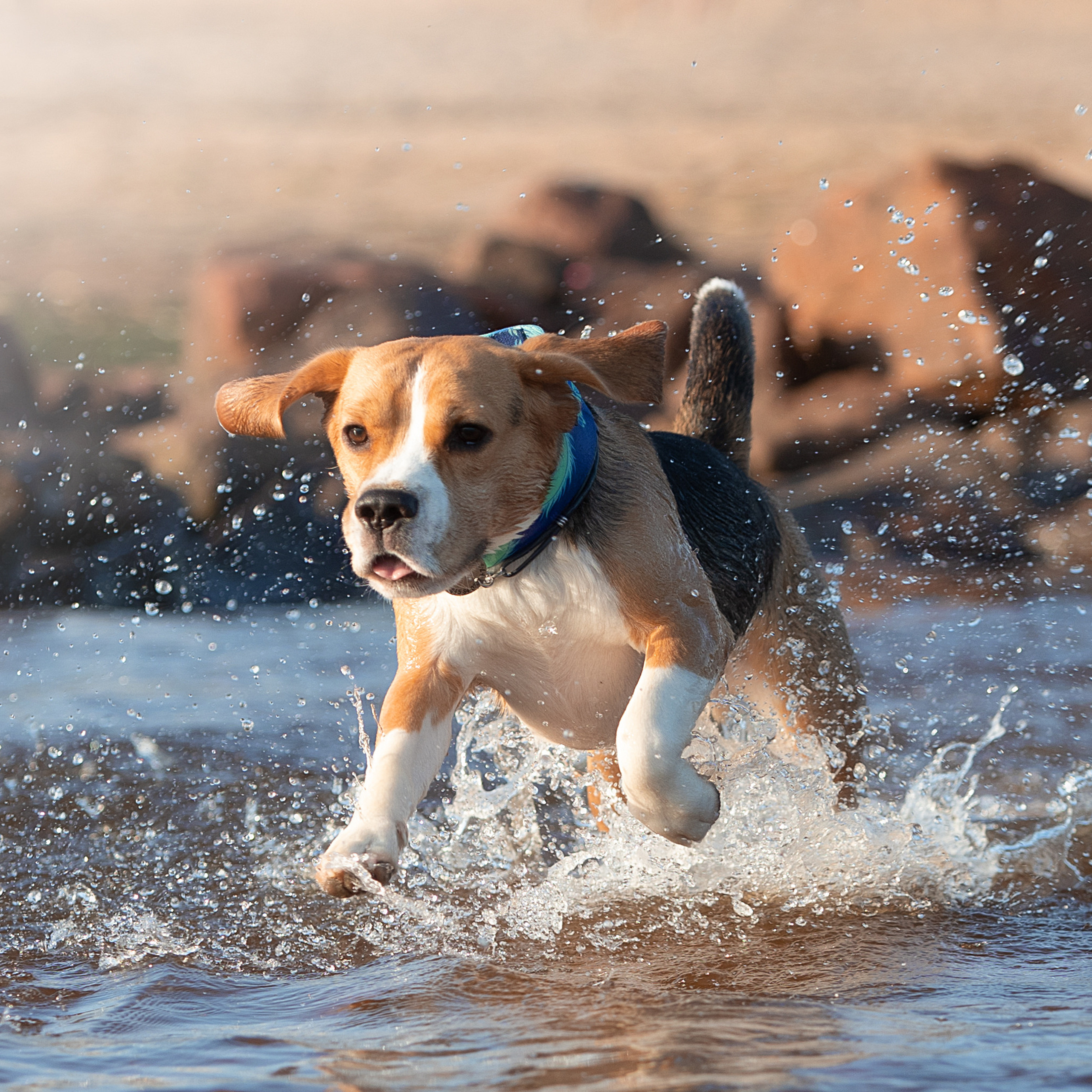 WORK-SHOP 16.07.23 завершён. ФОТОГРАФ-АНИМАЛИСТ l LANA POLYAKOVA