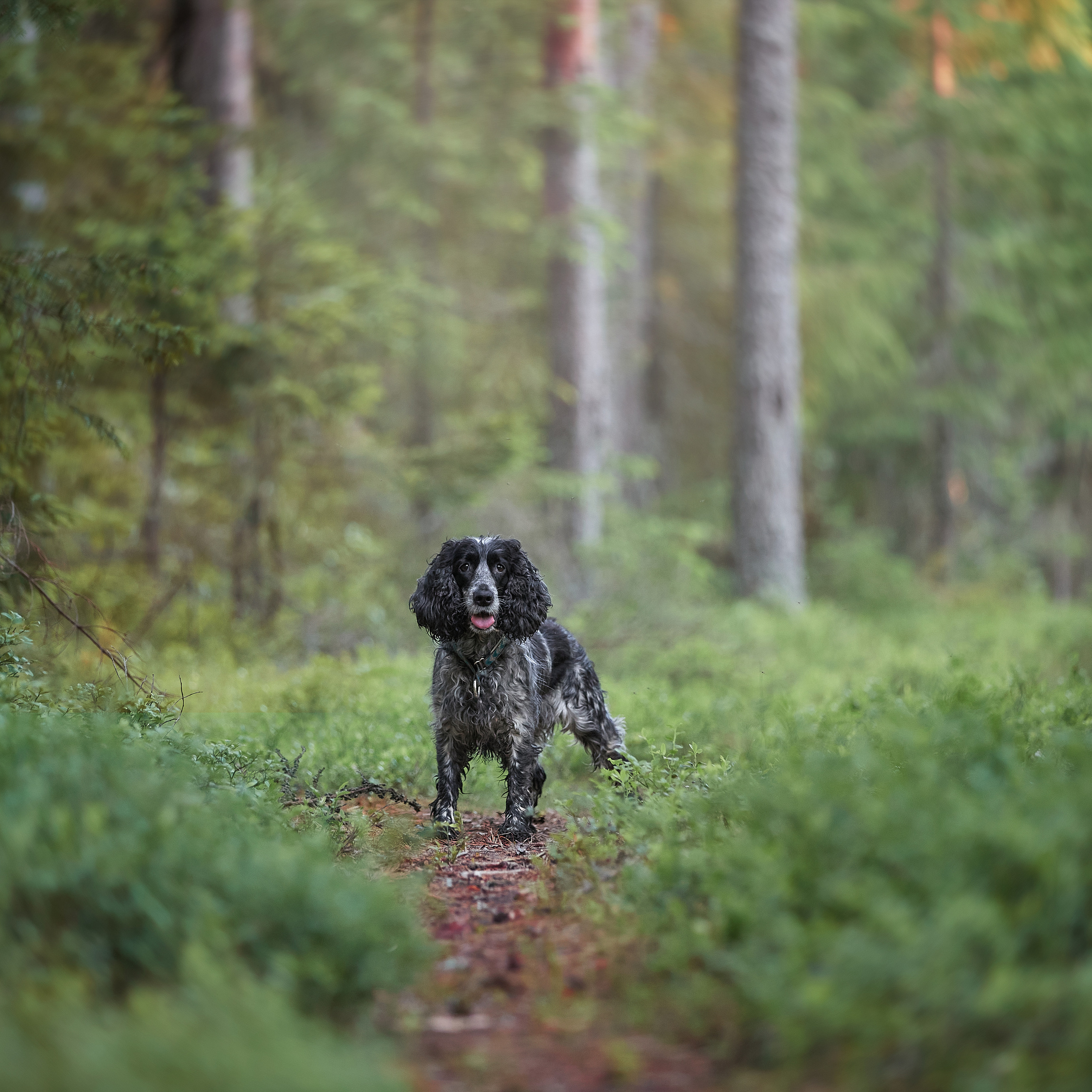 Фотопрогулка в Карелии. ФОТОГРАФ-АНИМАЛИСТ l LANA POLYAKOVA