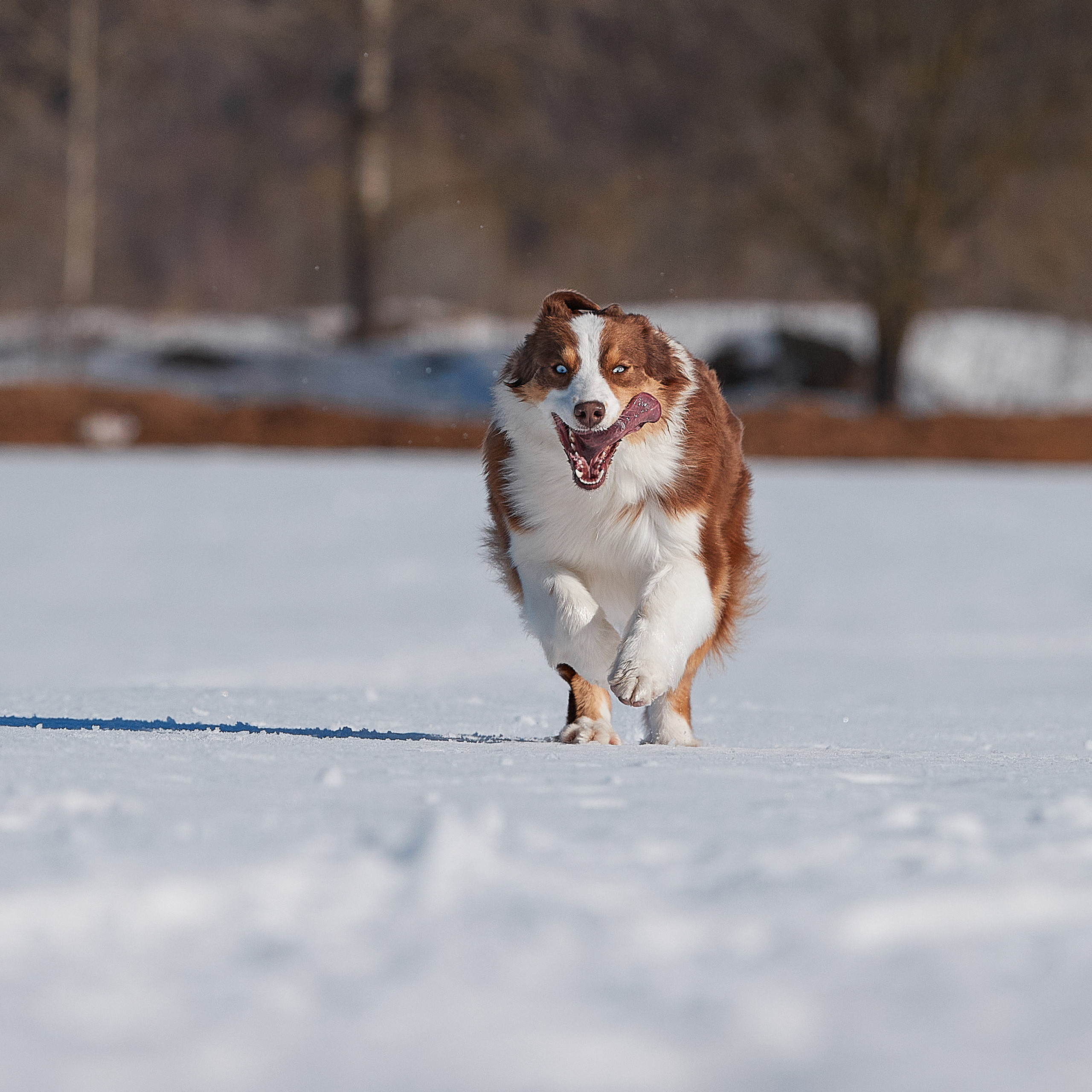 Съешь ещё этих мягких французских булок да выпей чаю. ФОТОГРАФ-АНИМАЛИСТ l LANA POLYAKOVA