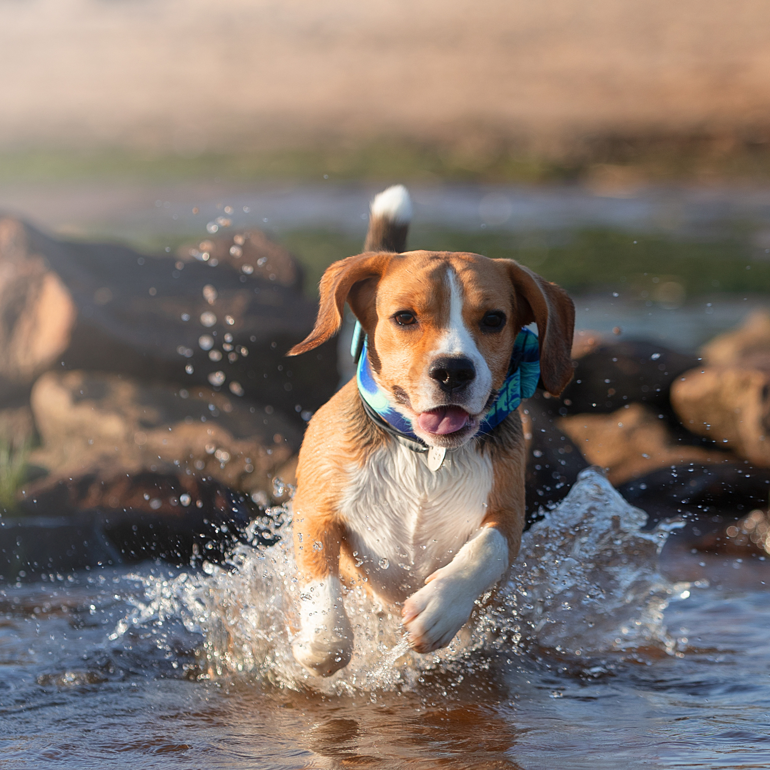 WORK-SHOP 16.07.23 завершён. ФОТОГРАФ-АНИМАЛИСТ l LANA POLYAKOVA