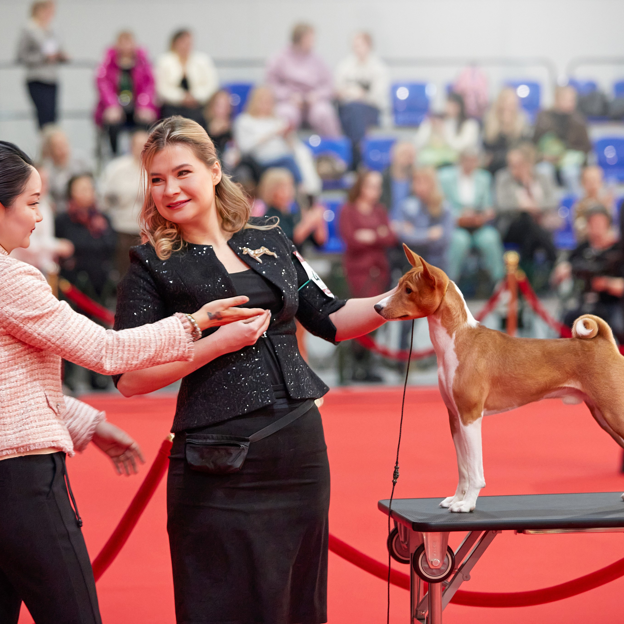 Новое шоу чемпионов «ЛУЧШИЕ СОБАКИ РОССИИ». ФОТОГРАФ-АНИМАЛИСТ l LANA POLYAKOVA
