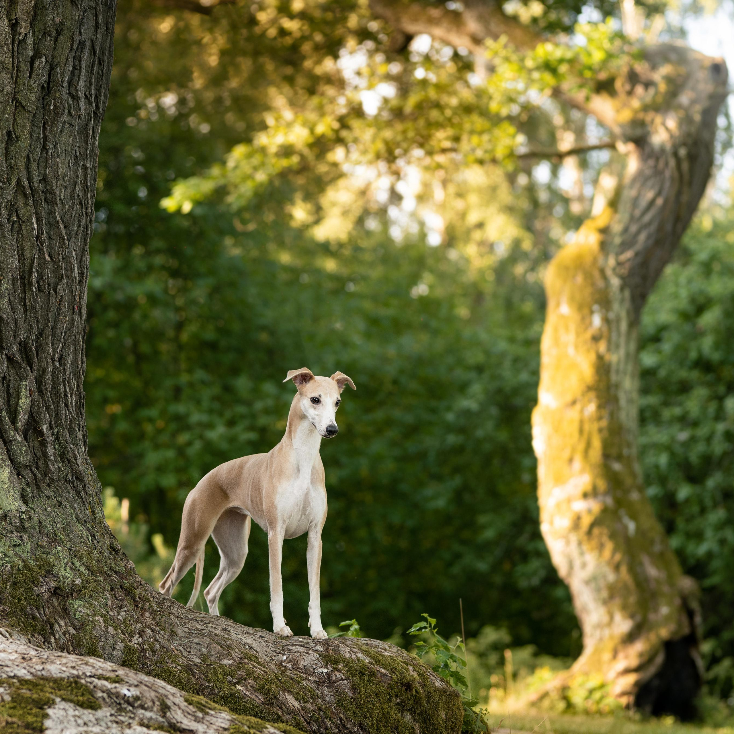 WORK-SHOP 16.07.23 завершён. ФОТОГРАФ-АНИМАЛИСТ l LANA POLYAKOVA